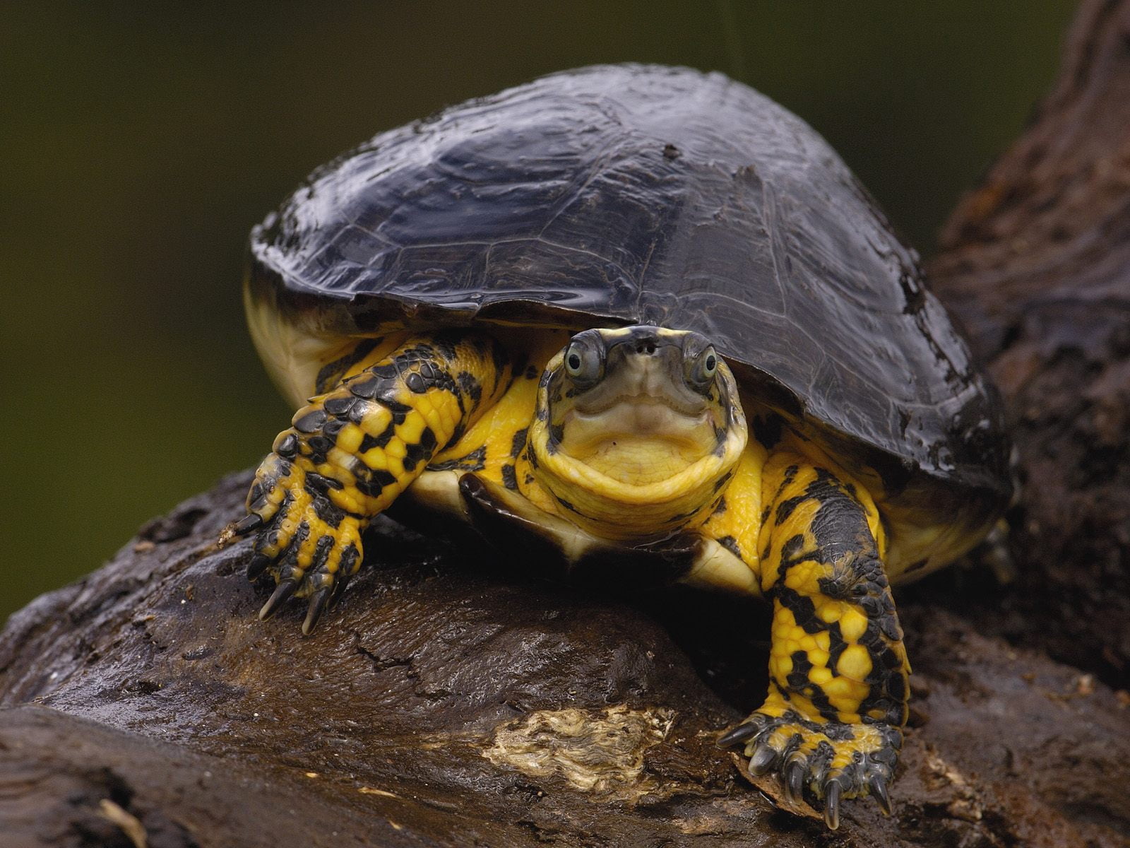 no People, outdoors, black, vertebrate, cute, focus on foreground, nature, wet, 720P, day, yellow, reptile, tortoise shell, stones, slow, water, animal wildlife, HD Wallpaper