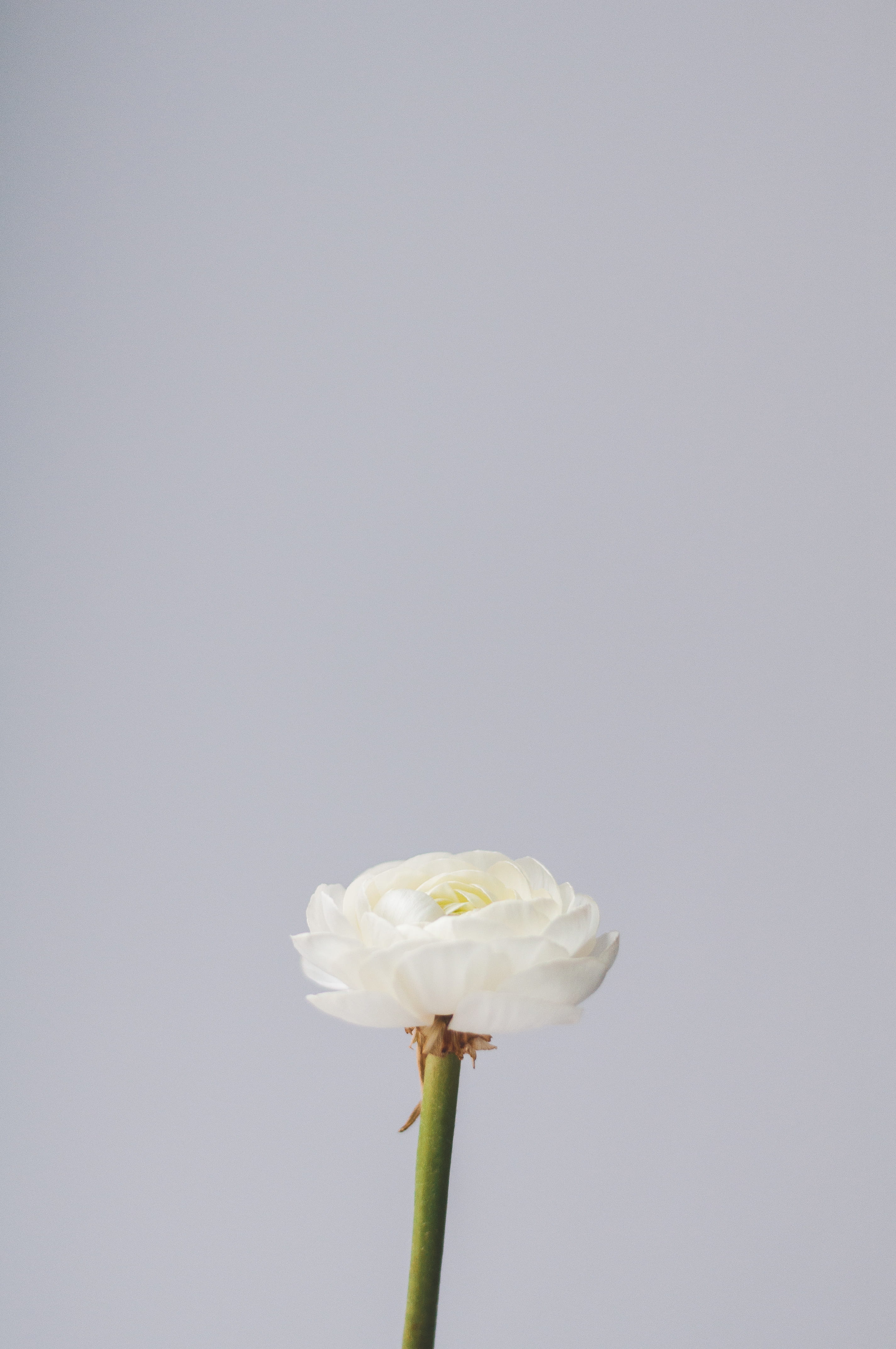 minimalism, ranunculu, green, single flower, beauty in nature, flora, flower head, plant stem, light, no people, indoors, grey, vulnerability, background, Phone HD Wallpaper