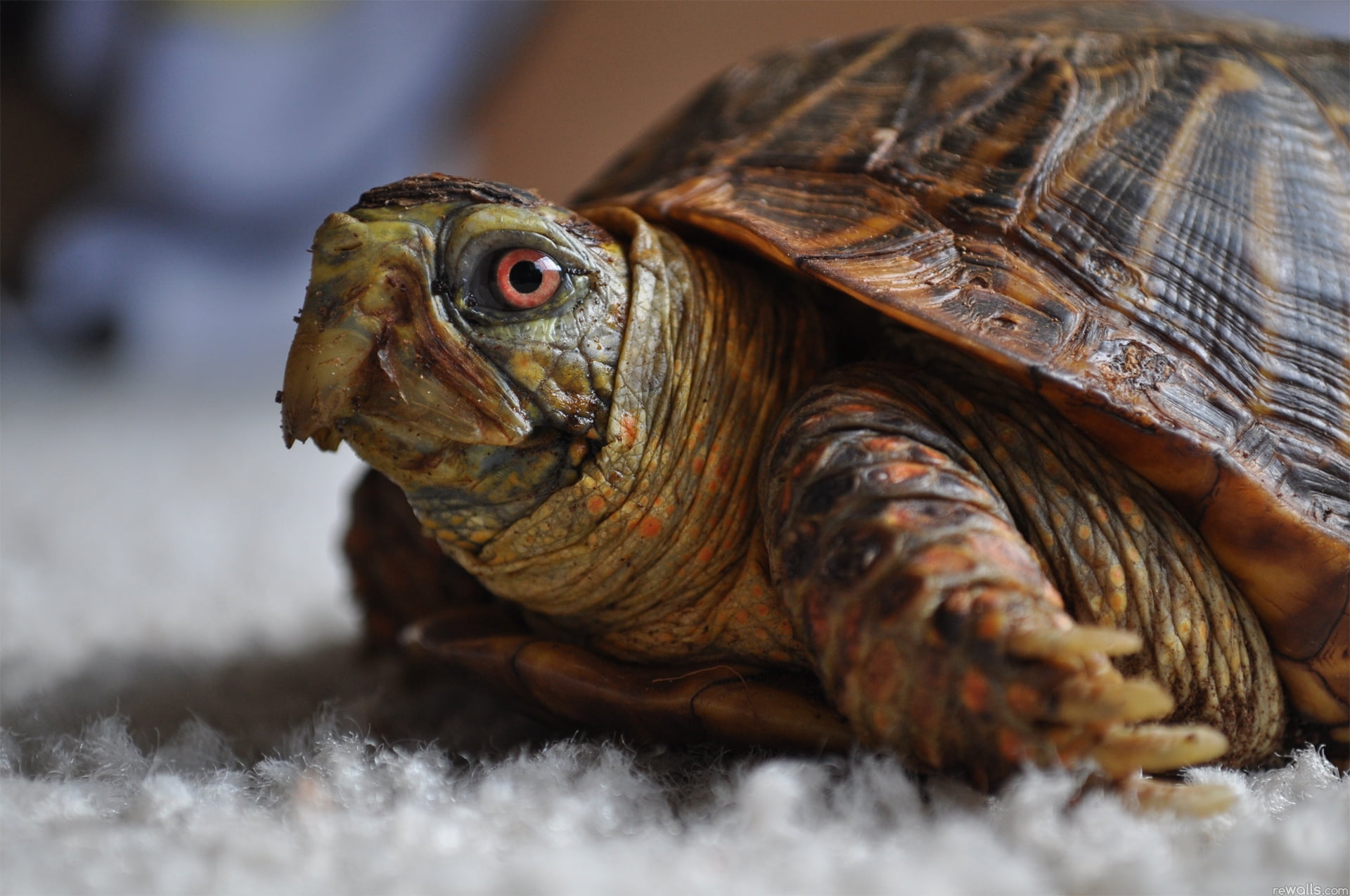 animals In The Wild, tortoise, brown, endangered Species, crawling, living Organism, one Animal, nature, wildlife, vertebrate, no People, focus on foreground, HD Wallpaper