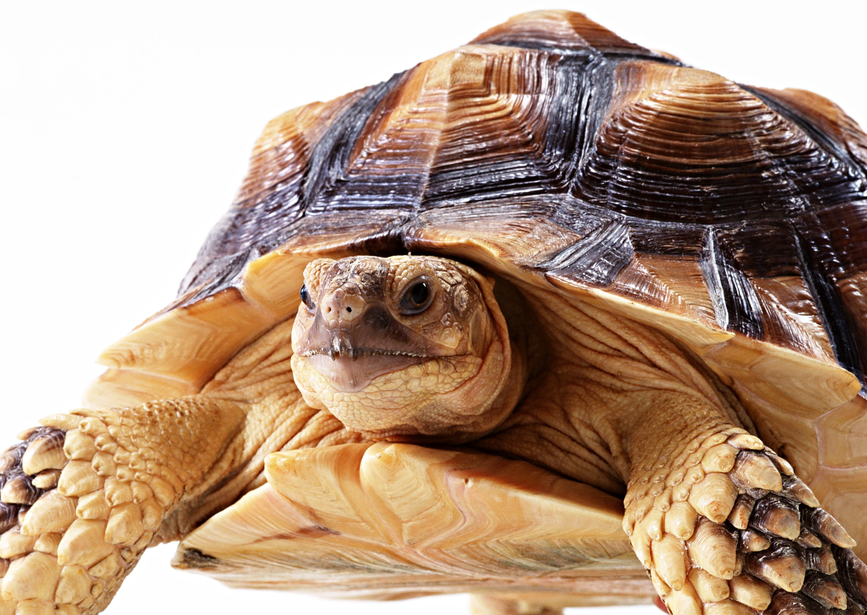 animal, domestic animals, small, mammal, large turtle, reptile, animal themes, shell, eyes, endangered Species, wildlife, black, tortoise, vertebrate, animal wildlife, HD Wallpaper