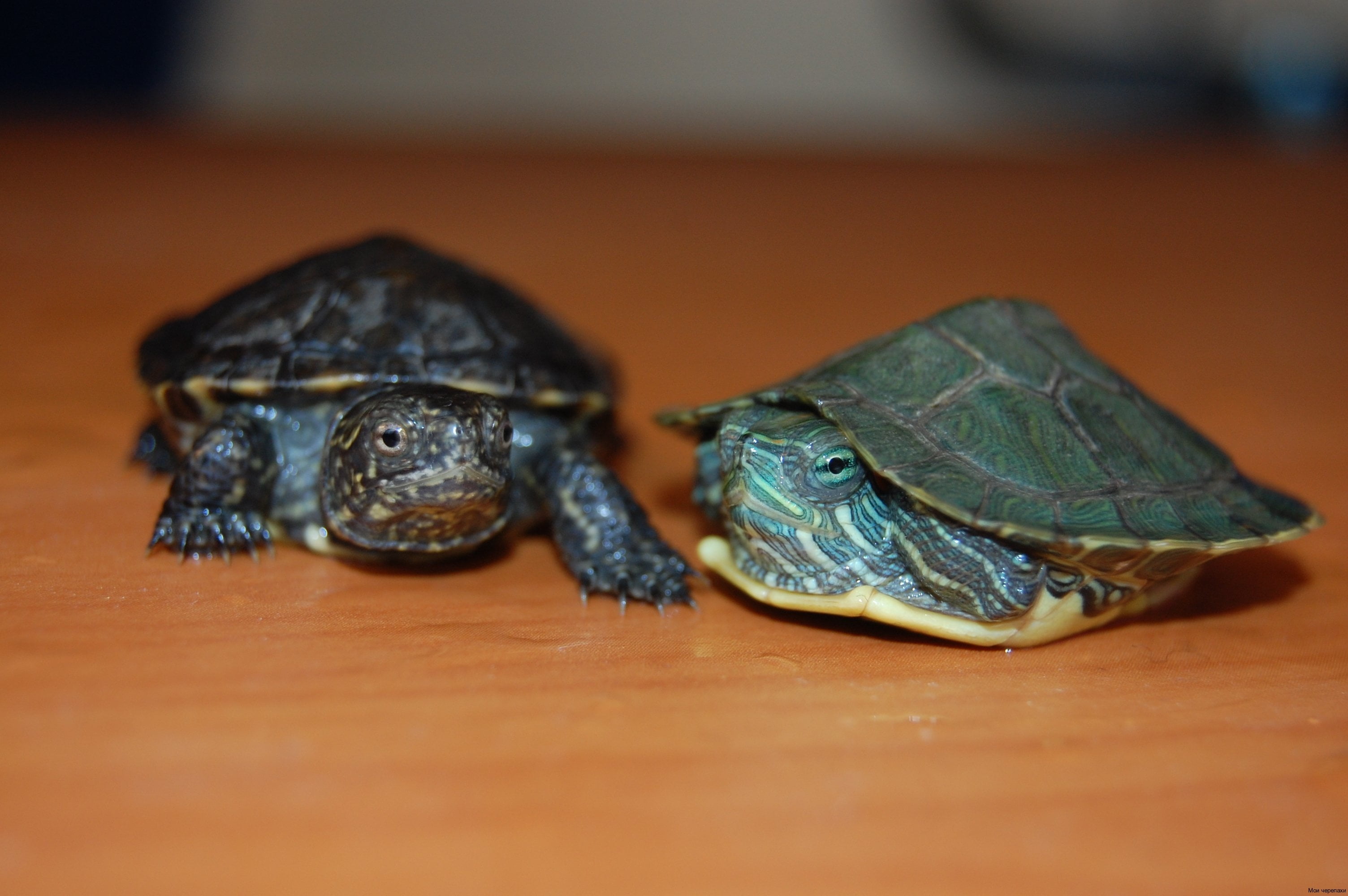 one animal, vertebrate, terrapin, pets, animals In The Wild, omnivorous, focus on foreground, table, green, living Organism, slow, indoors, surface level, HD Wallpaper