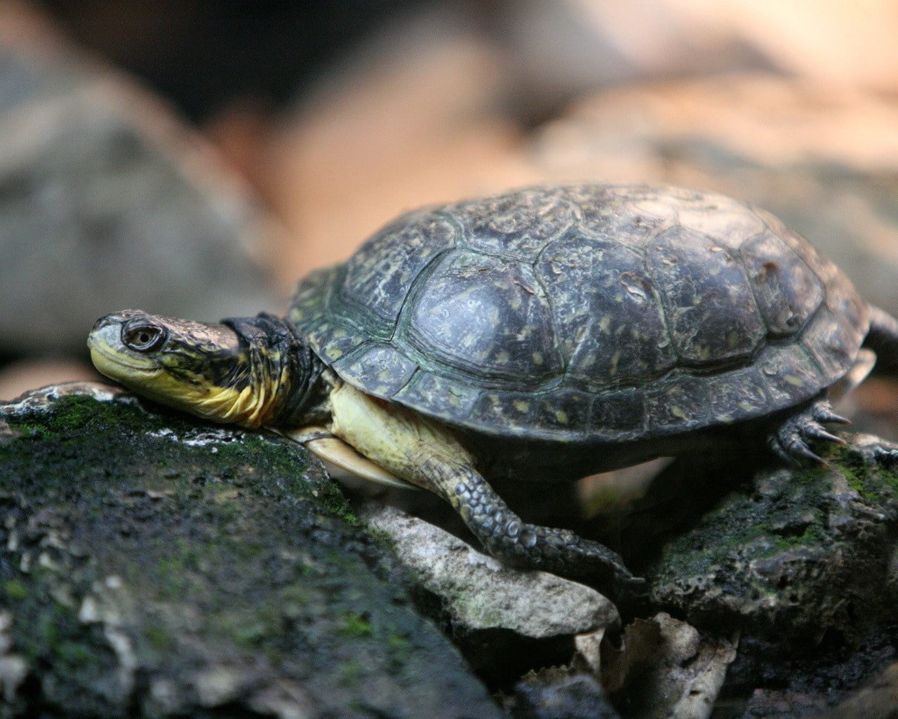 one Animal, amphibian, shell, rock, green, wildlife, tortoise, solid, outdoors, animal themes, slow, pets, no people, reptiles, marine, rocks, reptile, HD Wallpaper