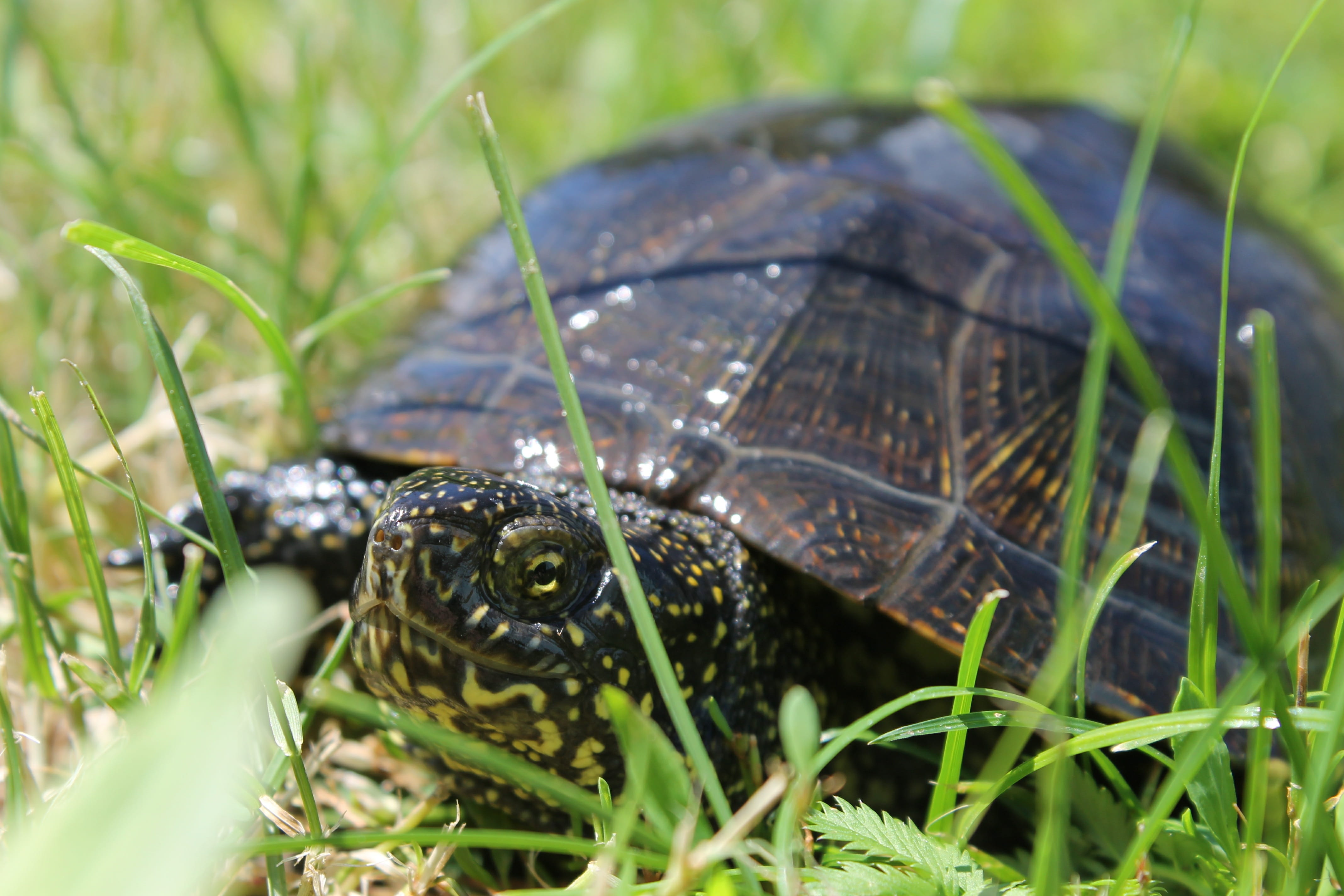 animal themes, no people, plant, reptile, close-up, tortoise, animal wildlife, animals, shell, day, amphibian, 4K, animal, selective focus, slow, vertebrate, HD Wallpaper