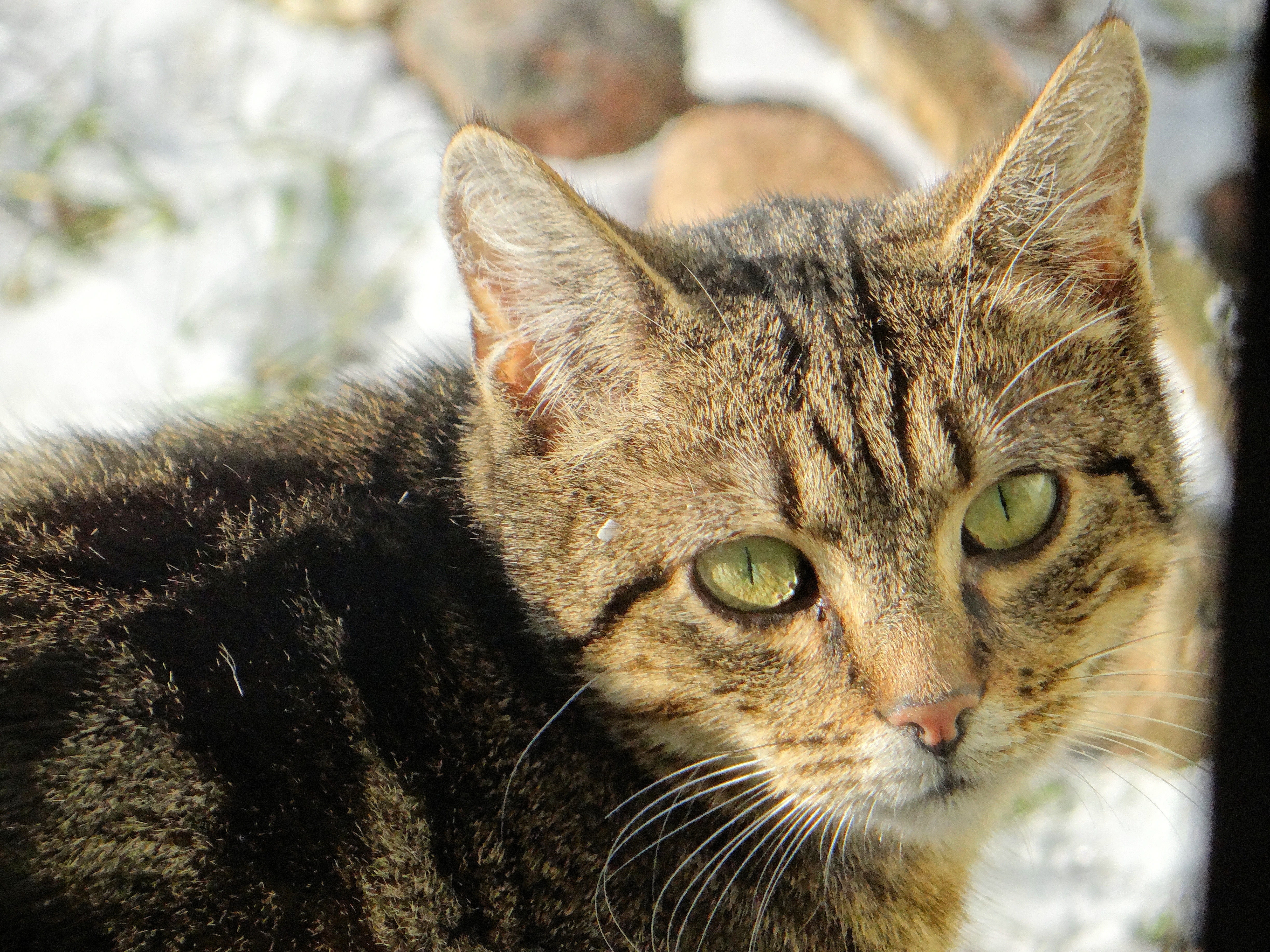 camera, no people, looking cat, brown, domestic, yellow eyes, fauna, tabby, kitten, close-up, domestic cat, zodiac sign, observation, looking at camera, HD Wallpaper