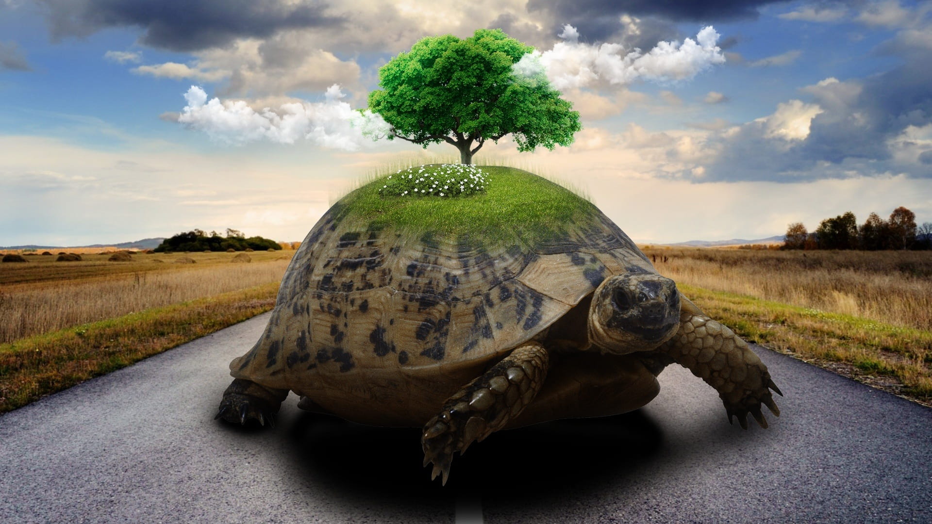 living nature, day, water, transportation, turtle, no one, one animal, panoramic, vertebrate, landscape, no people, plant, land, travel, field, green color, HD Wallpaper