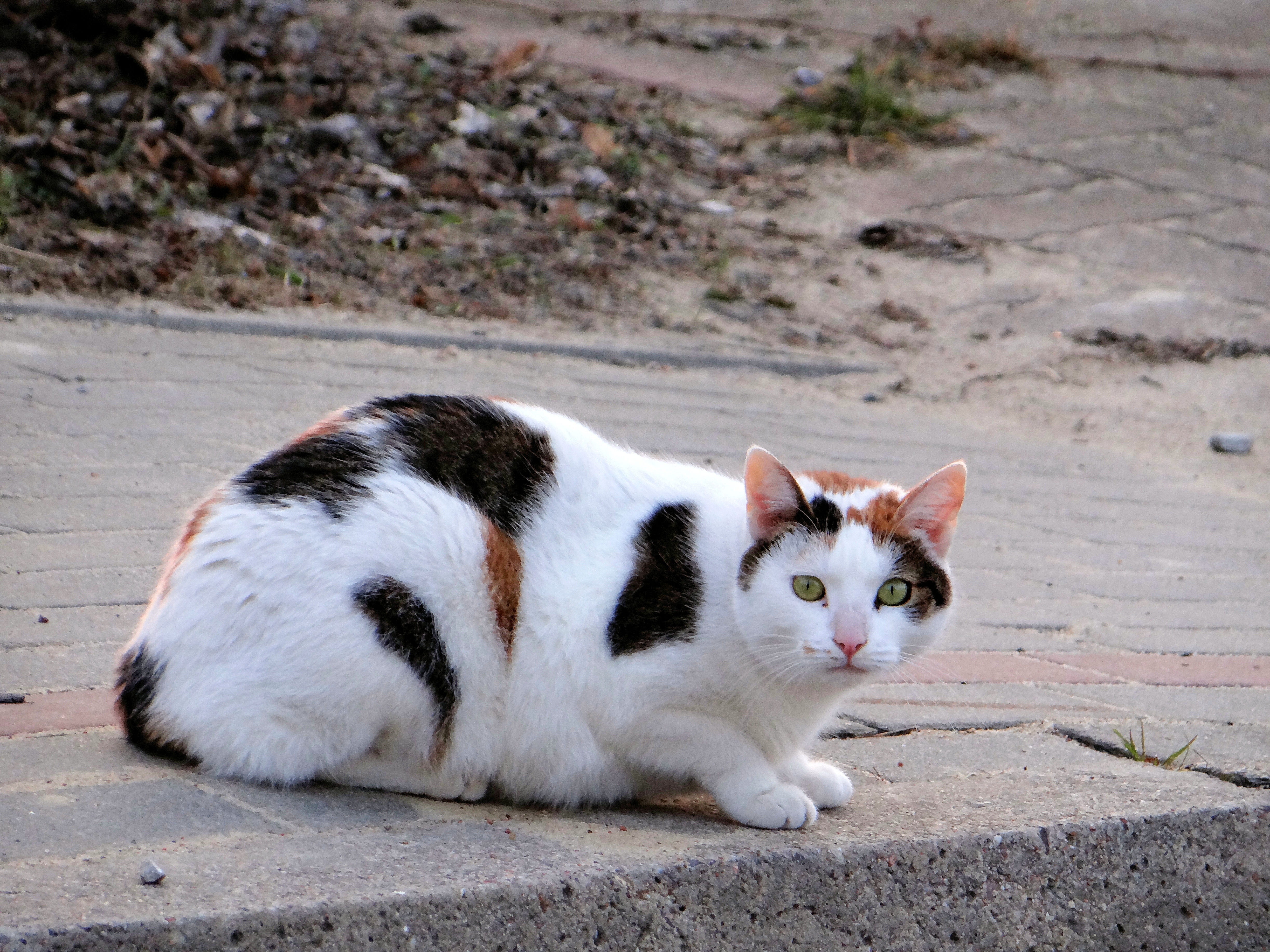 full length, nature, focus on foreground, domestic cat, mustache, looking away, fauna, observation, curiosity, trust, relaxation, looking cat, pets, cat, HD Wallpaper