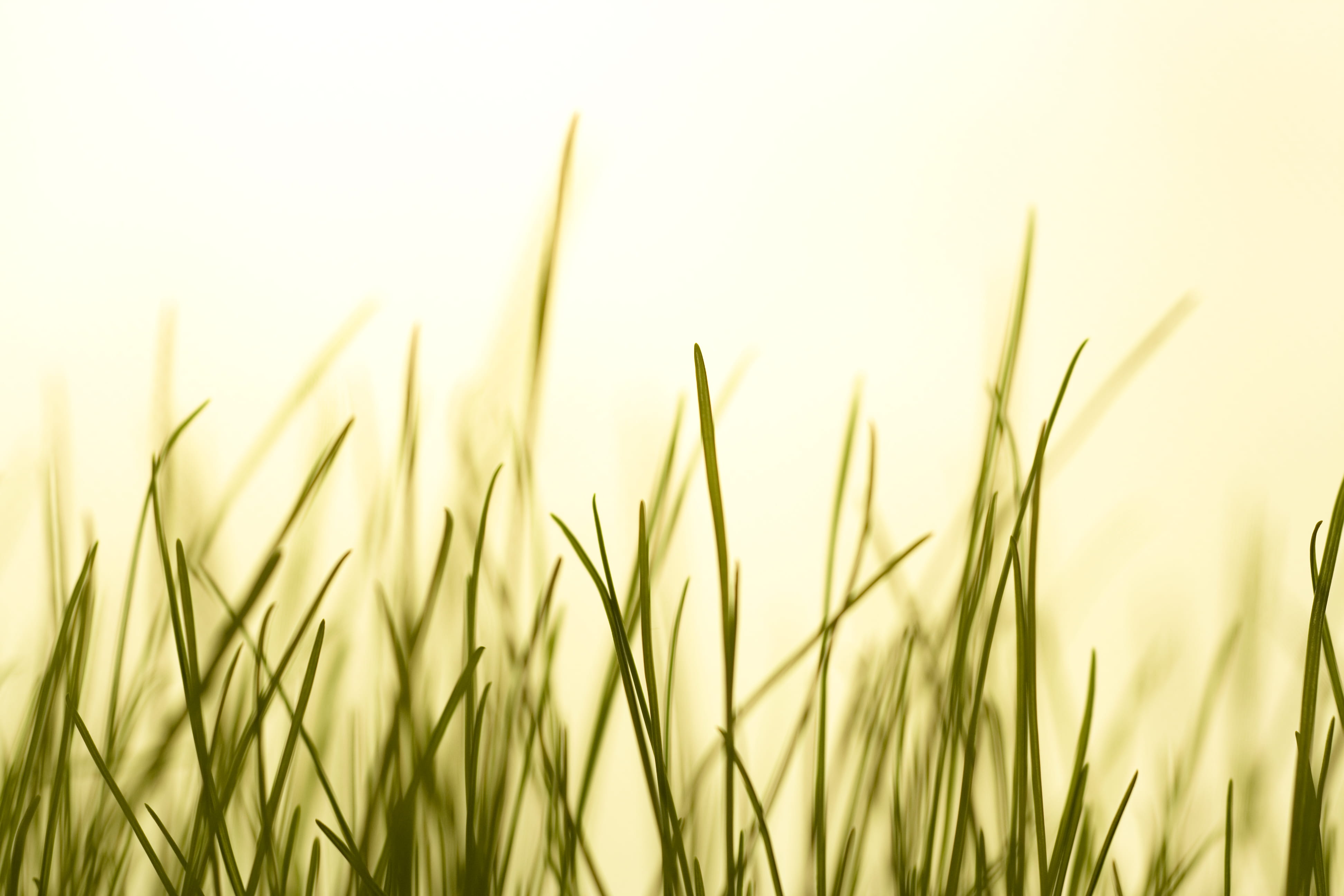 turf, white, meadow, blade of grass, green, pasture, macro, beauty in nature, 4K, growth, landscape, outdoors, spring, no people, springtime, close-up, HD Wallpaper