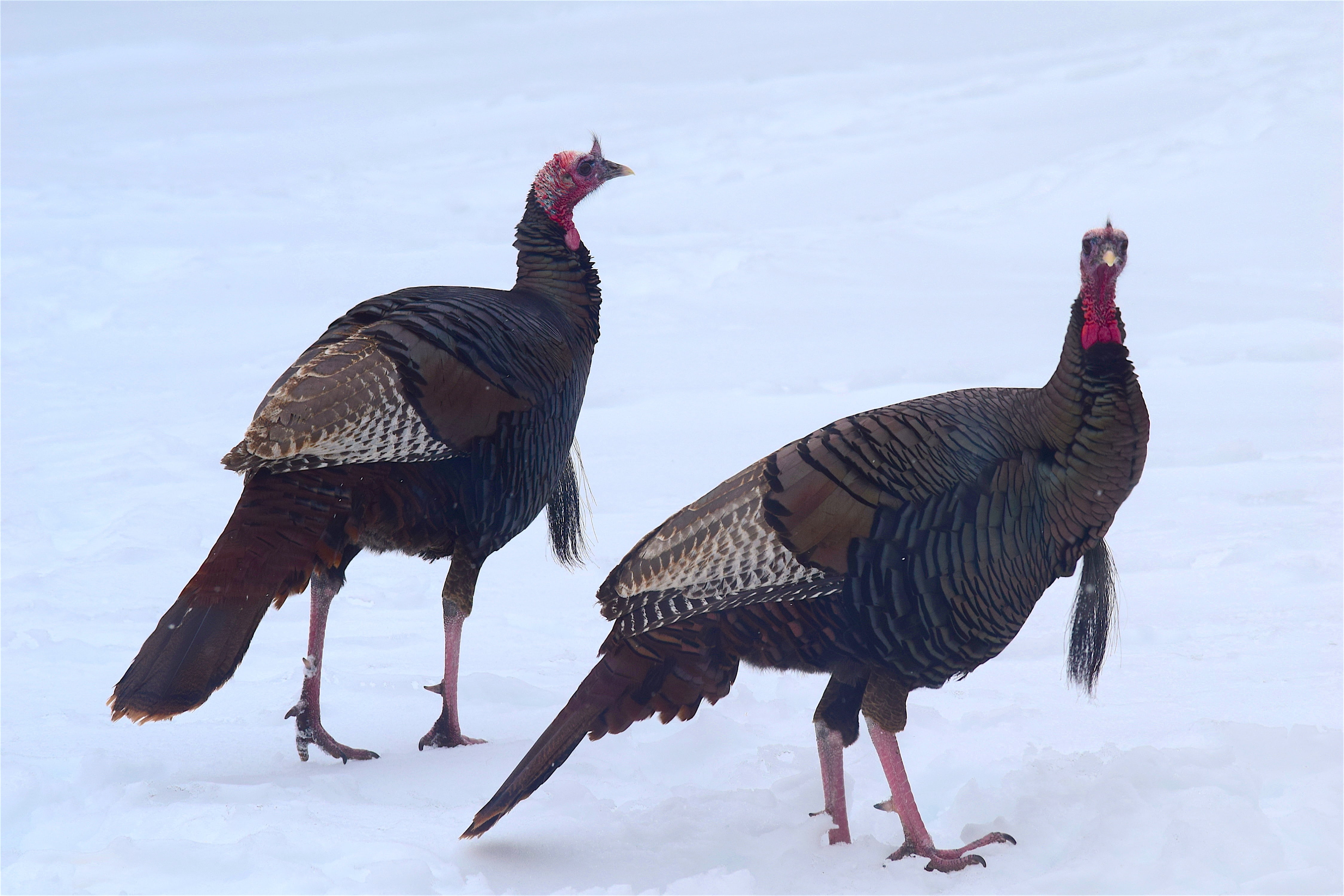 wild turkeys, day, two animals, snow, animal themes, animal wildlife, animal, vertebrate, beauty in nature, land, 4K, outdoor, red, turkeys, cold, winter, HD Wallpaper