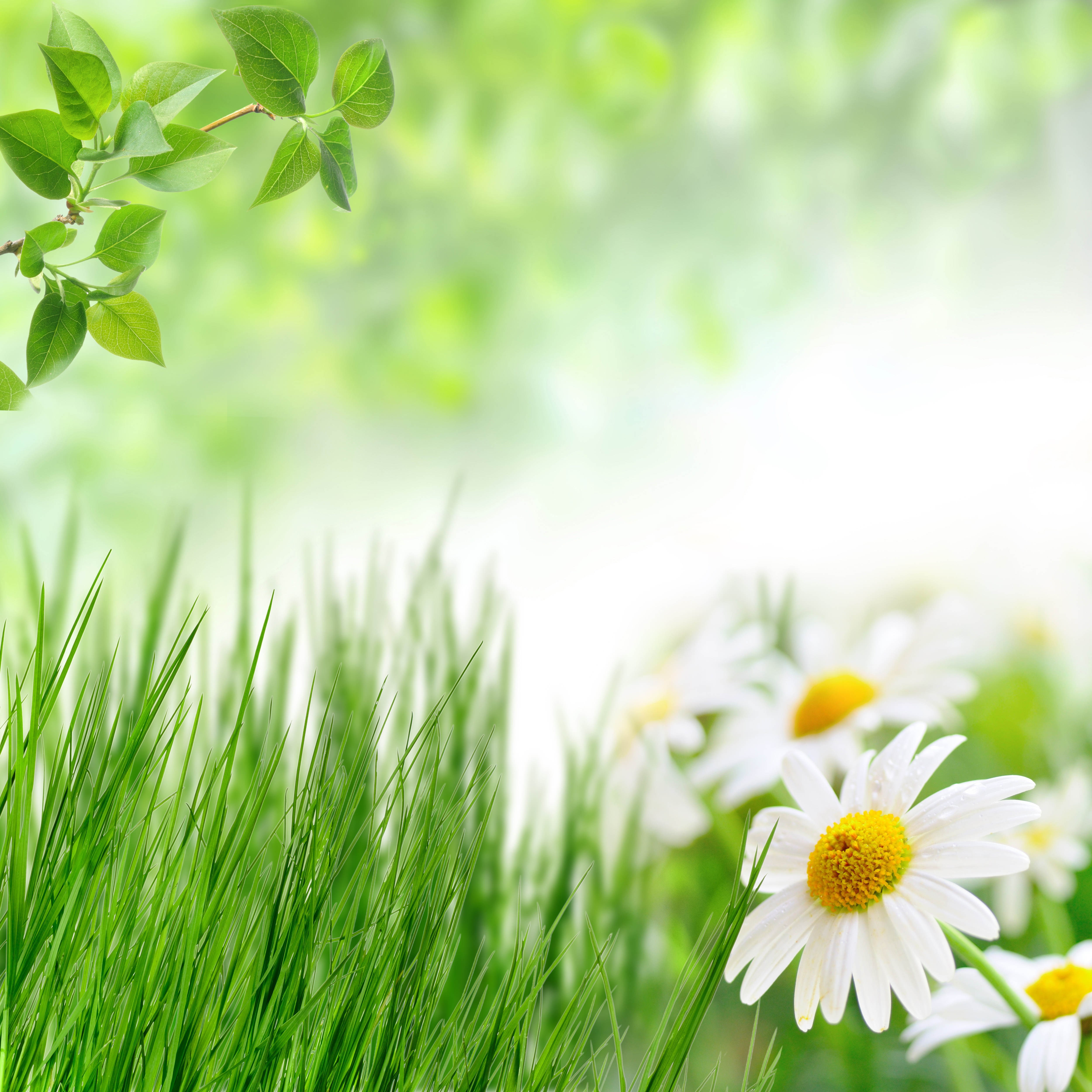 meadow, 4K, green color, grass, outdoors, flower head, flowering plant, white color, close-up, daisy flowers hqx, plain, no people, daisy, beauty, growth, Phone HD Wallpaper