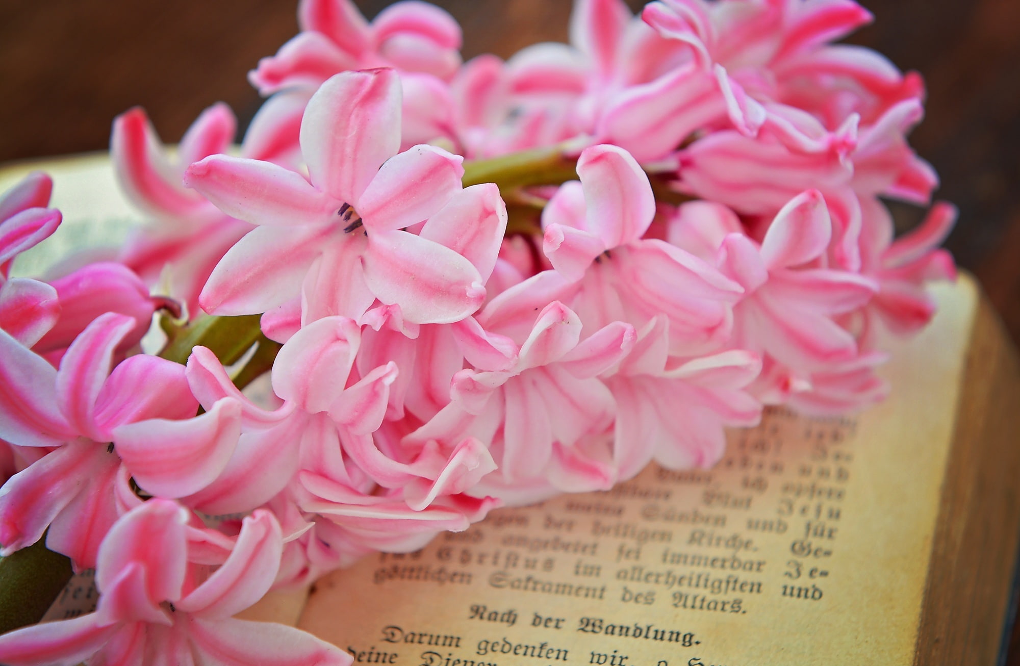 Flower, flowering plant, Hyacinth, springflower, indoors, nature, close-up, Pink, fragility, Wood, text, freshness, Spring, bouquet, Cute, flower arrangement, HD Wallpaper