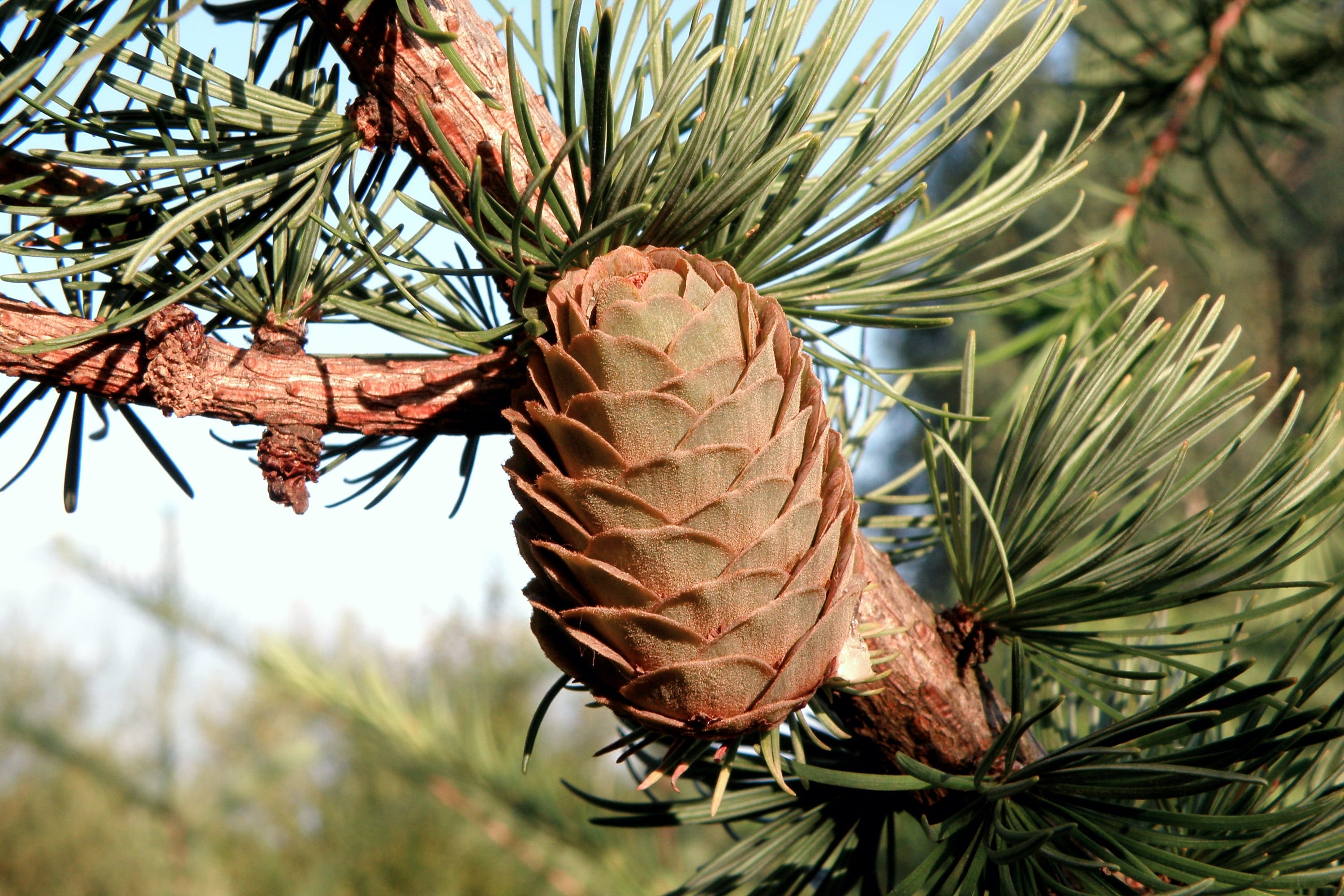 plant part, pinaceae, beauty in nature, close-up, no people, green color, low angle view, needles, plant, growth, 2K, christmas tree, coniferous tree, HD Wallpaper