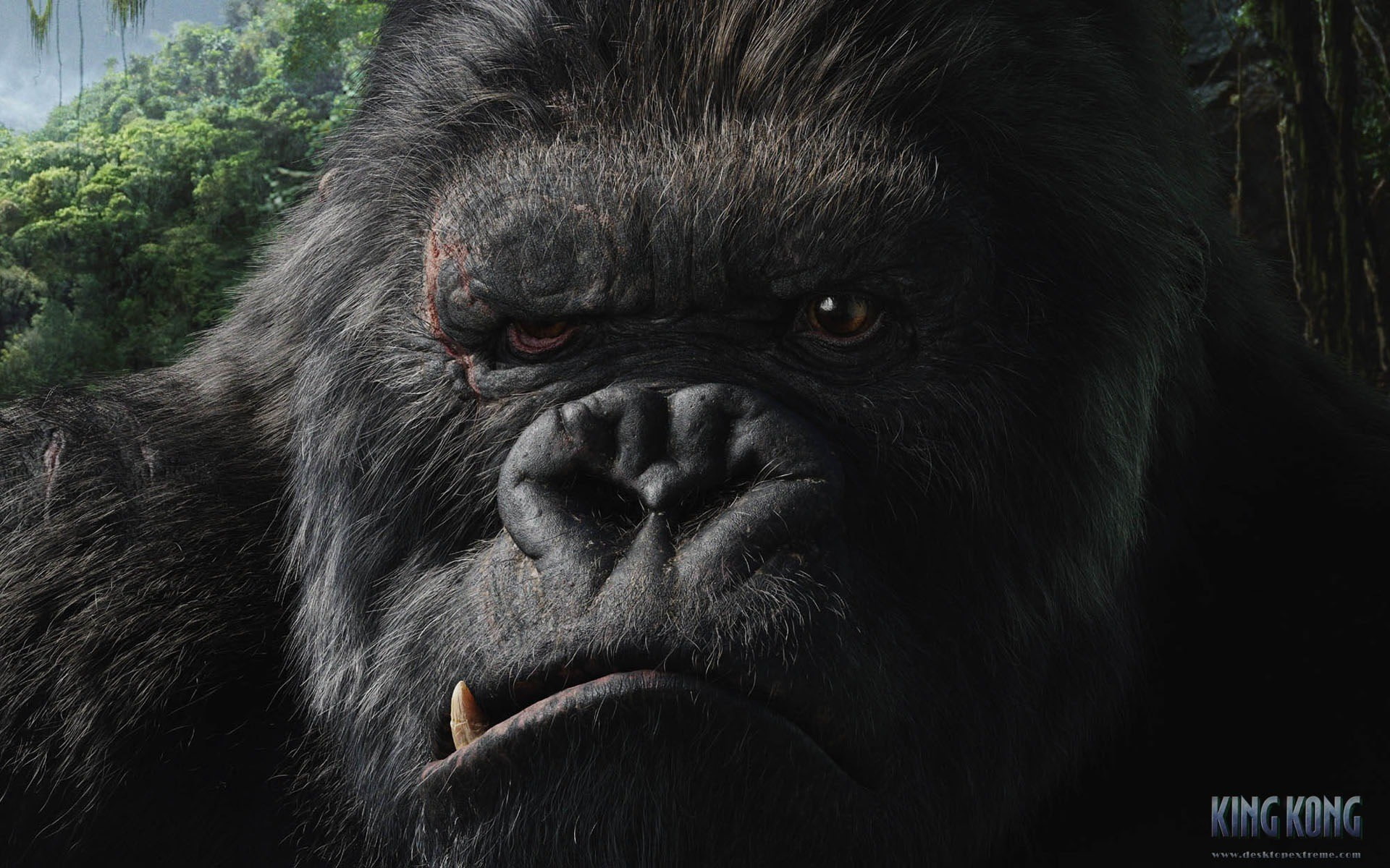 king kong 2005, animal head, animal wildlife, no people, animal body part, endangered species, gorilla, animal themes, monkey, animal, vertebrate, nature, HD Wallpaper