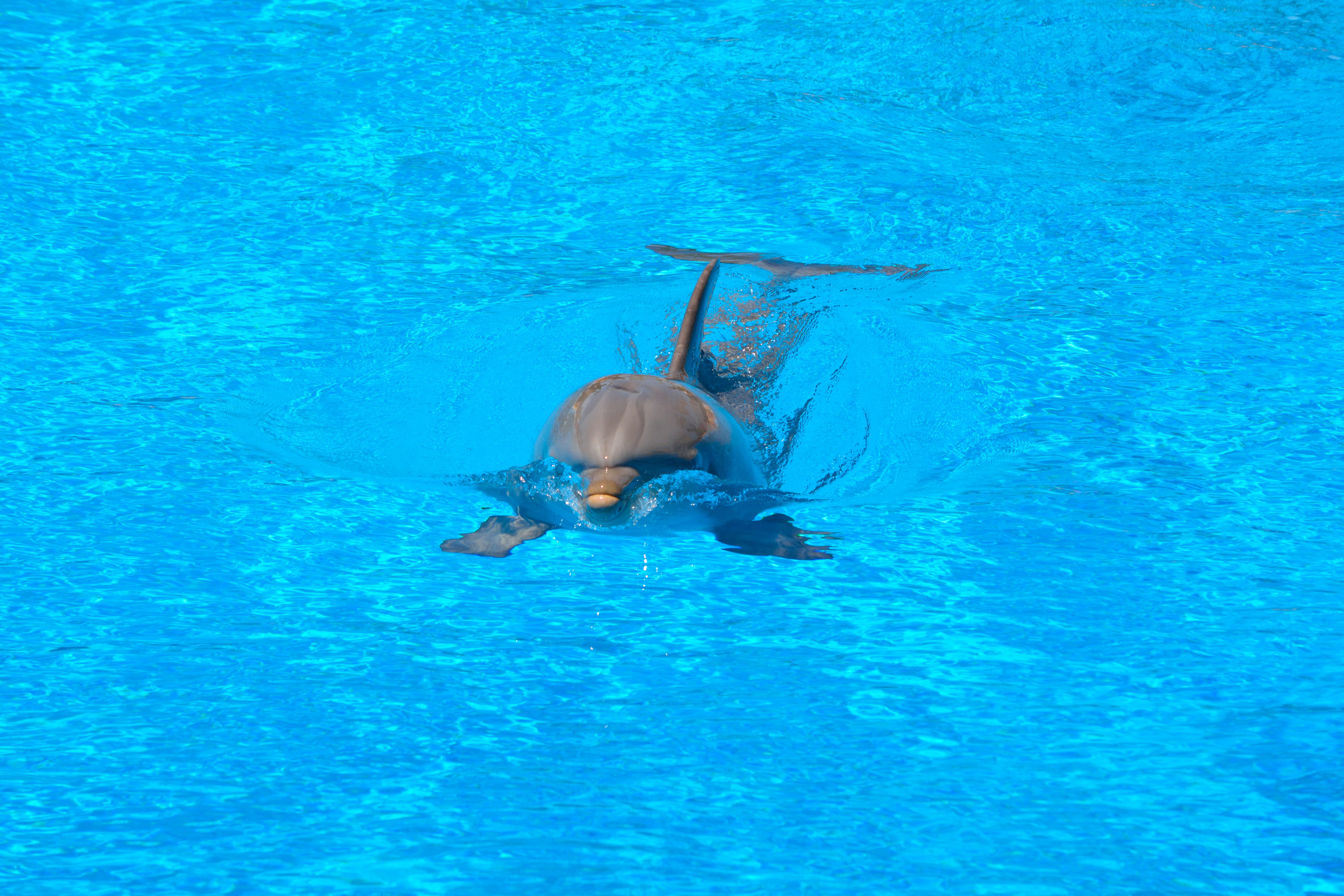 animal, Water, Blue, animal themes, swimming pool, vertebrate, undersea, nature, water, turquoise colored, sea life, smart, amimal, one animal, marine, HD Wallpaper