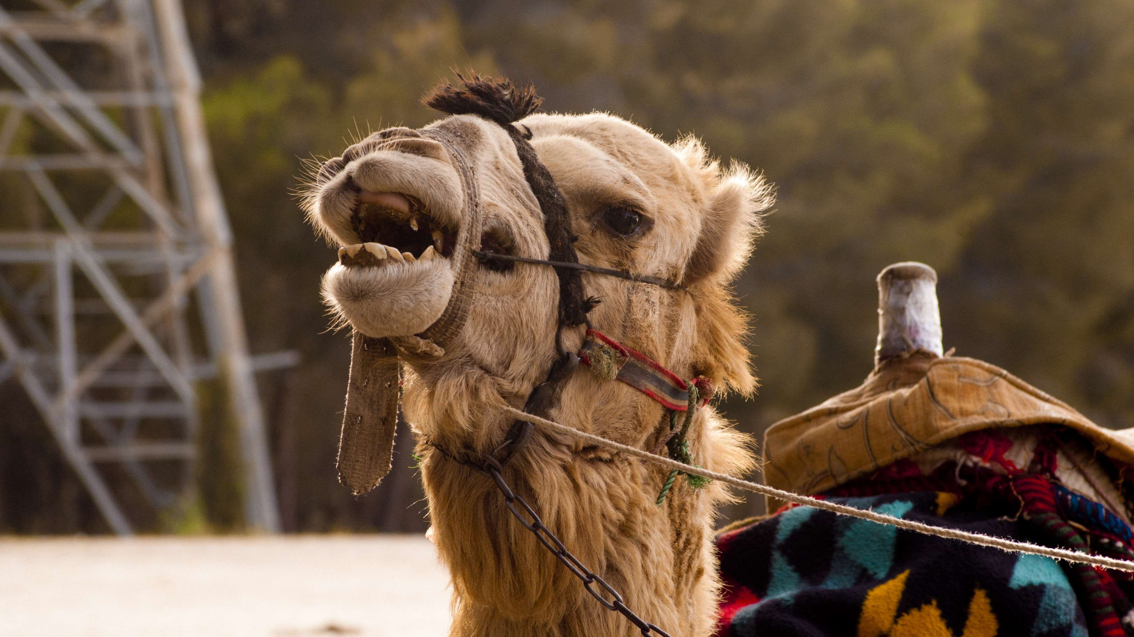 no people, profile view, saddle, animal neck, bridle, amimal, arabic, outdoors, animal nose, animals, domestic animals, animal head, animal wildlife, livestock, HD Wallpaper