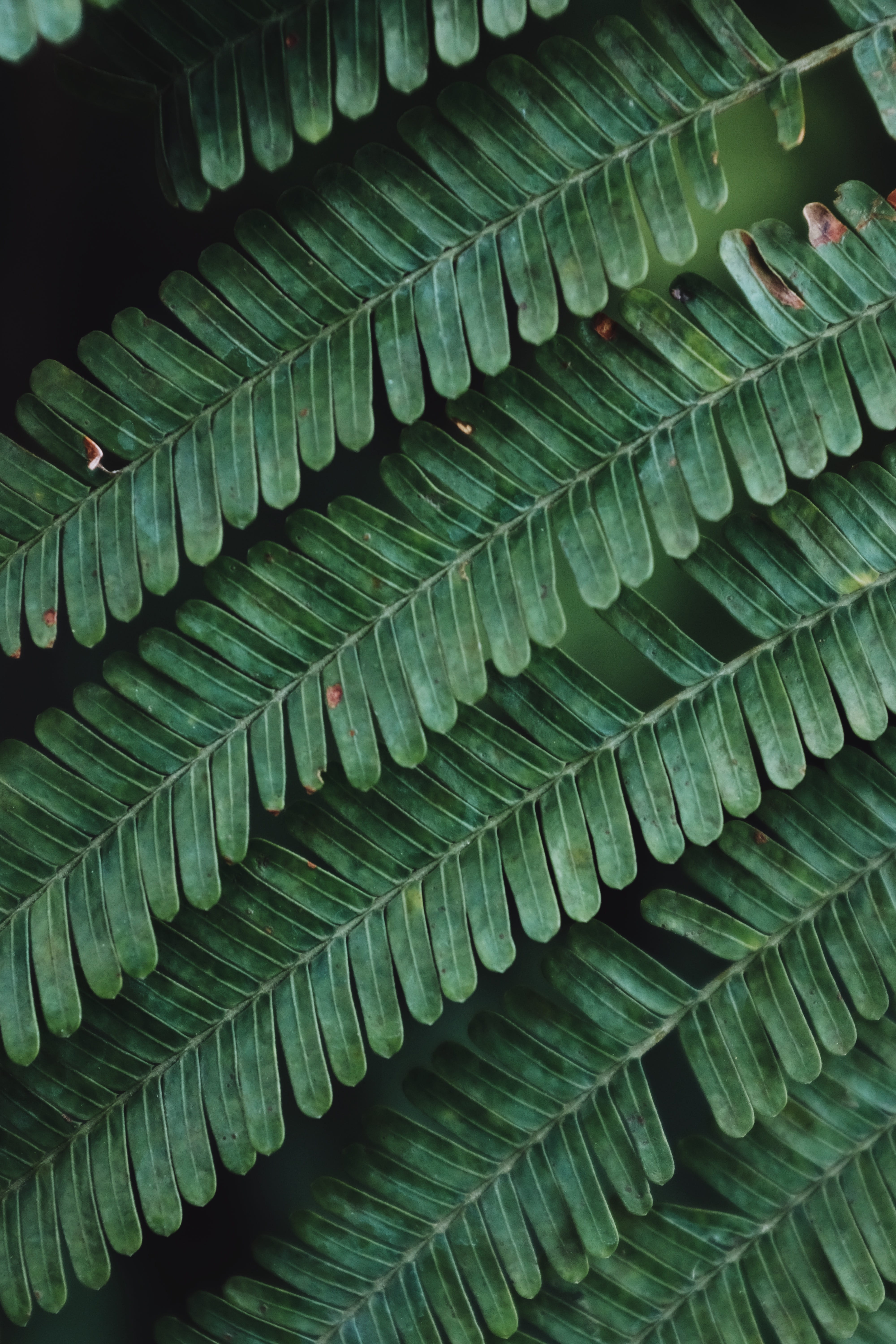 indoors, close-up, green color, plant part, leaves, no people, stack, day, still life, natural pattern, repetition, pattern, large group of objects, 5K, Phone HD Wallpaper