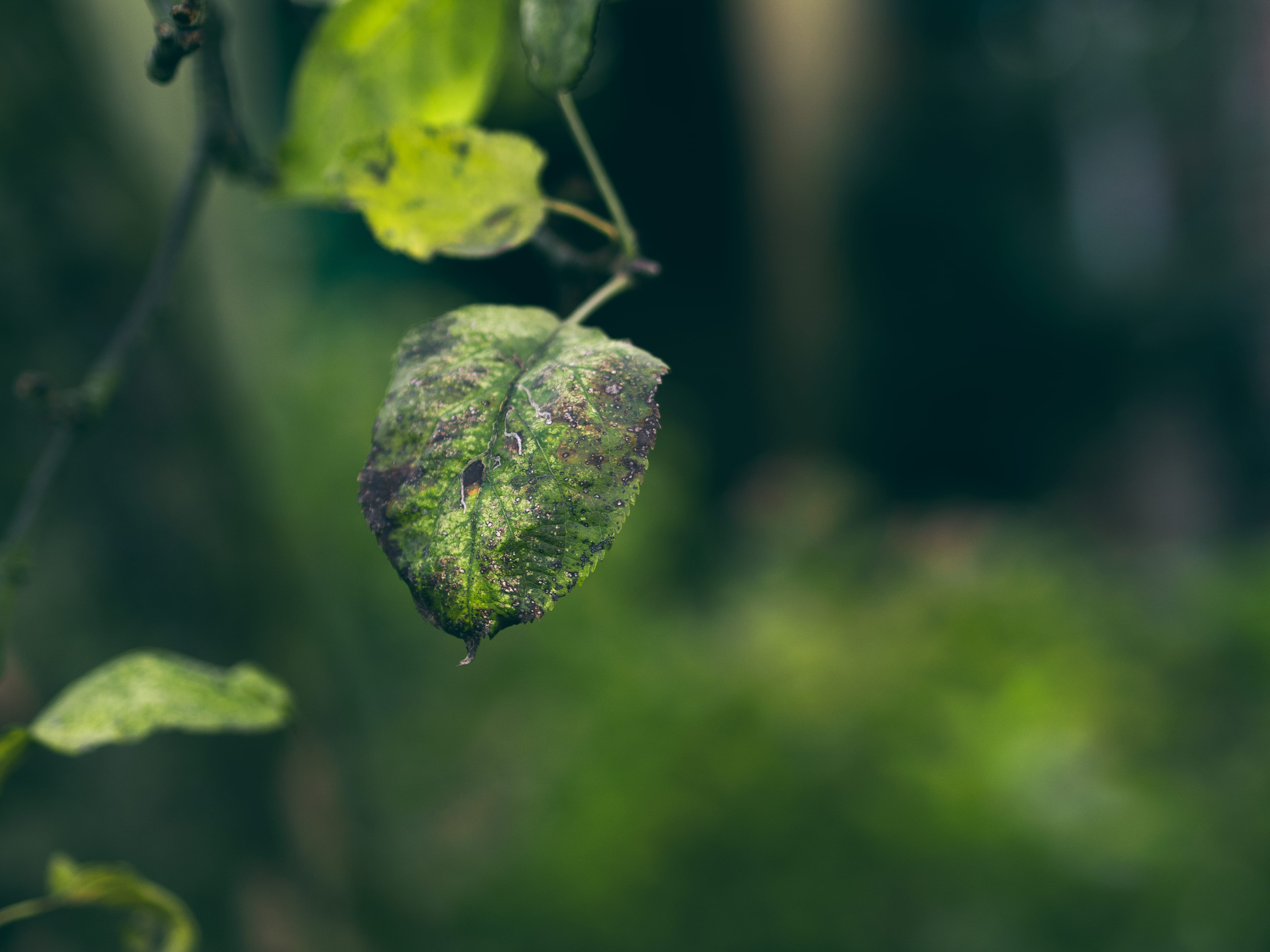 old leaf, focus, blur, leaf, bokeh, close-up, green, 4K, tranquility, selective, freshness, food and drink, leaves, branch, photography, closeup, focus on foreground, HD Wallpaper