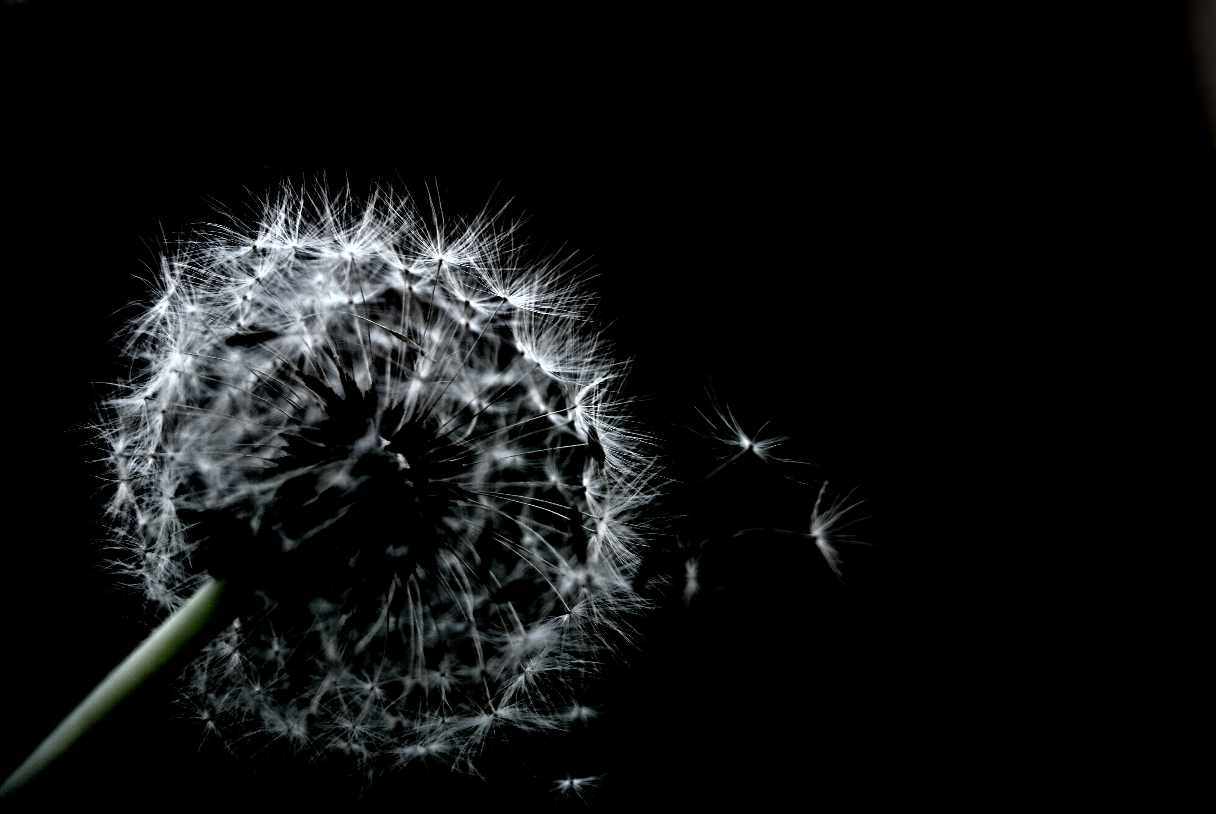 stamen, photo, seed, copy space, macro, freshness, indoors, 4K, dandelion, growth, flowering plant, close-up, backgroud, plant, softness, close, flower, HD Wallpaper
