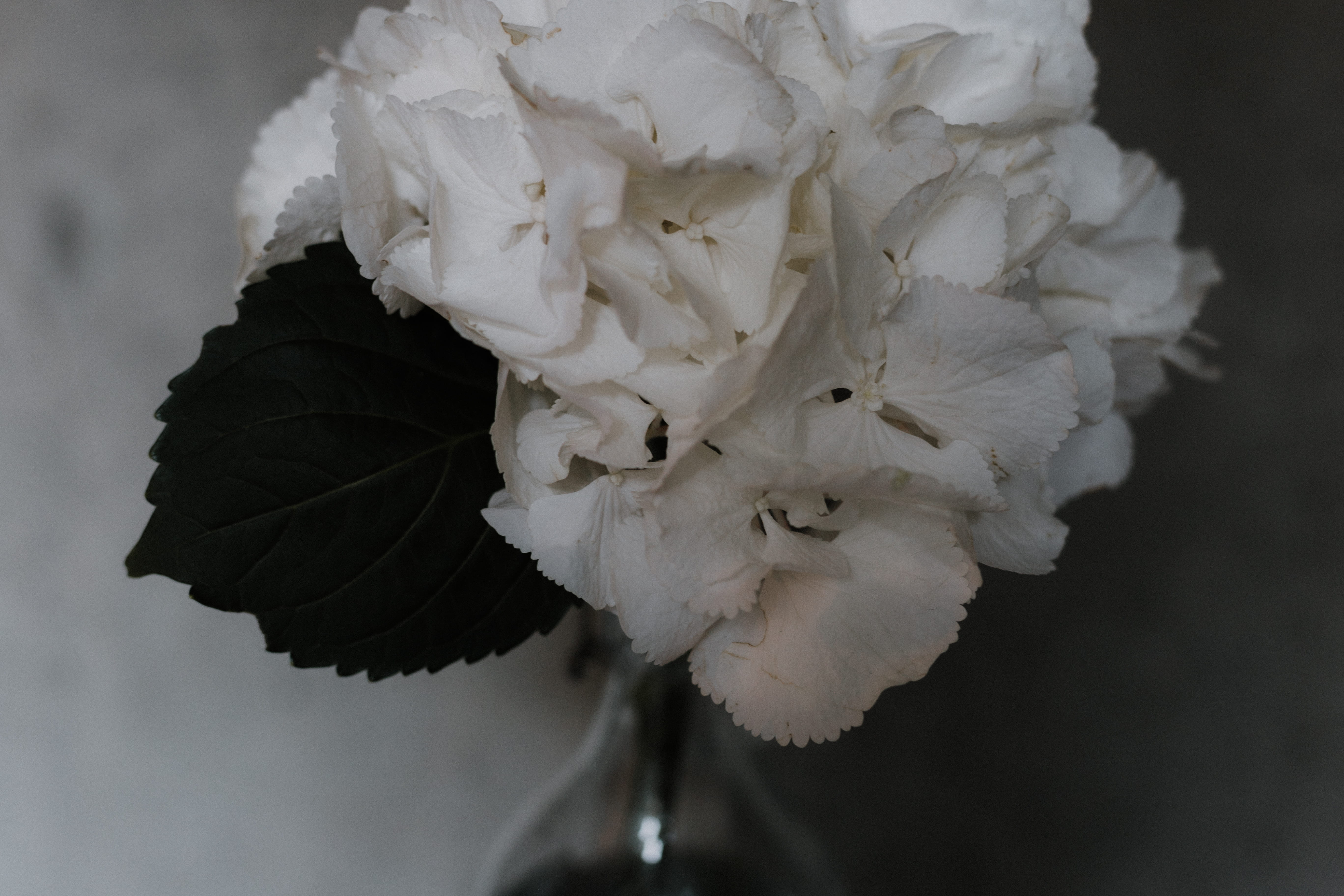 modest, inflorescence, plant, fragility, white color, simple, flower head, selective focus, day, nature, growth, hydrangea, black, white, petal, HD Wallpaper
