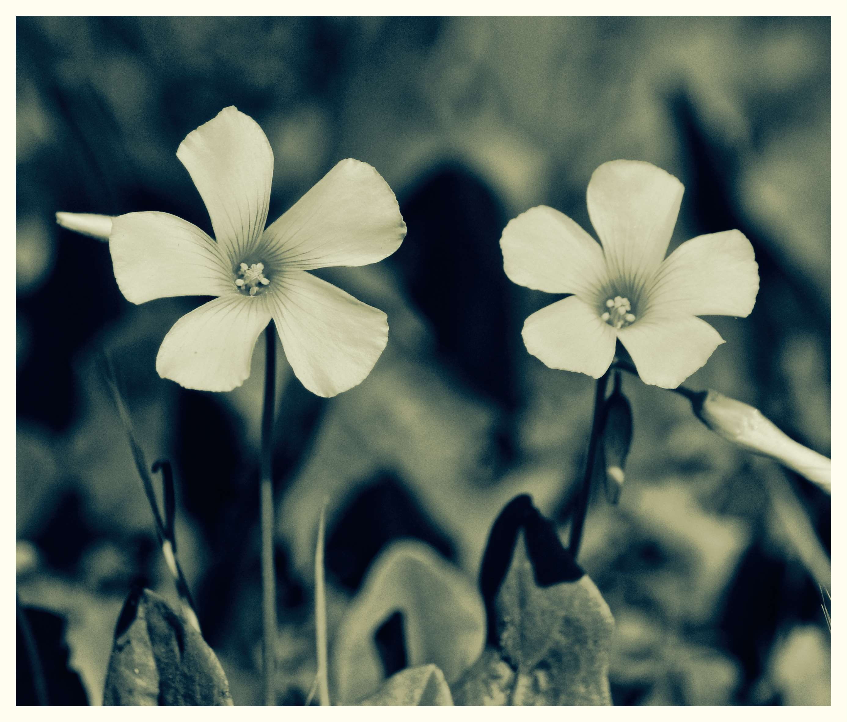 nature, diana westberg, vulnerability, day, nature photography, black and white, couple, flower images, one spin an odyssey into the moment, focus on foreground, HD Wallpaper