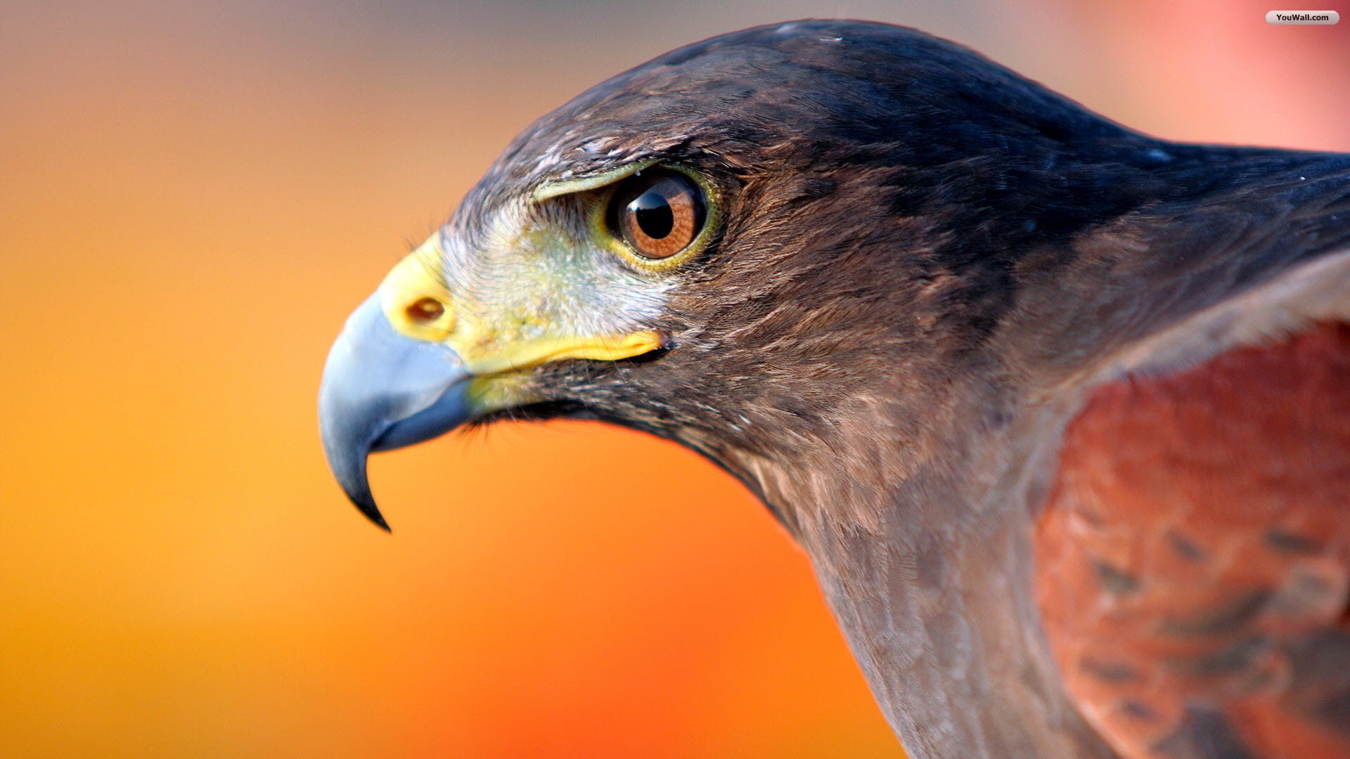 close-up, animal eye, profile view, animal wildlife, bird of prey, animal body part, no people, fastest, outdoors, falcon - bird, earth, nature, animals in the wild, HD Wallpaper