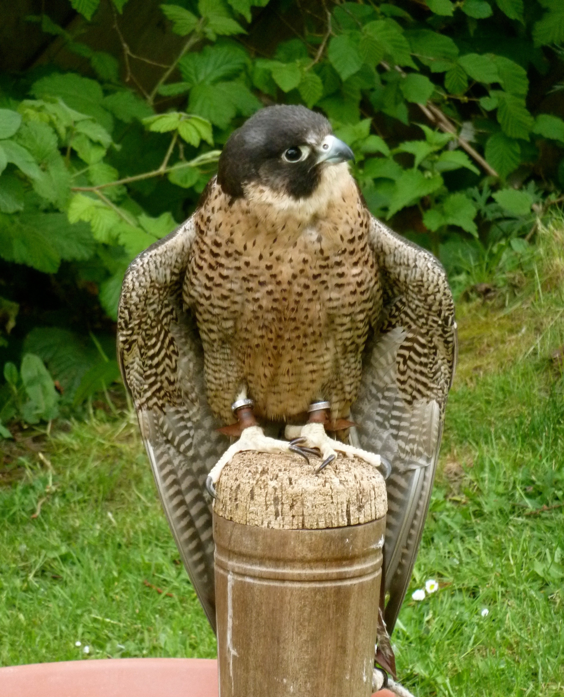 wooden post, fastest, 1080P, beak, one animal, hunter, falcon, profile, perching, falcon - bird, outdoors, vertebrate, predator, animals in the wild, prey, Phone HD Wallpaper