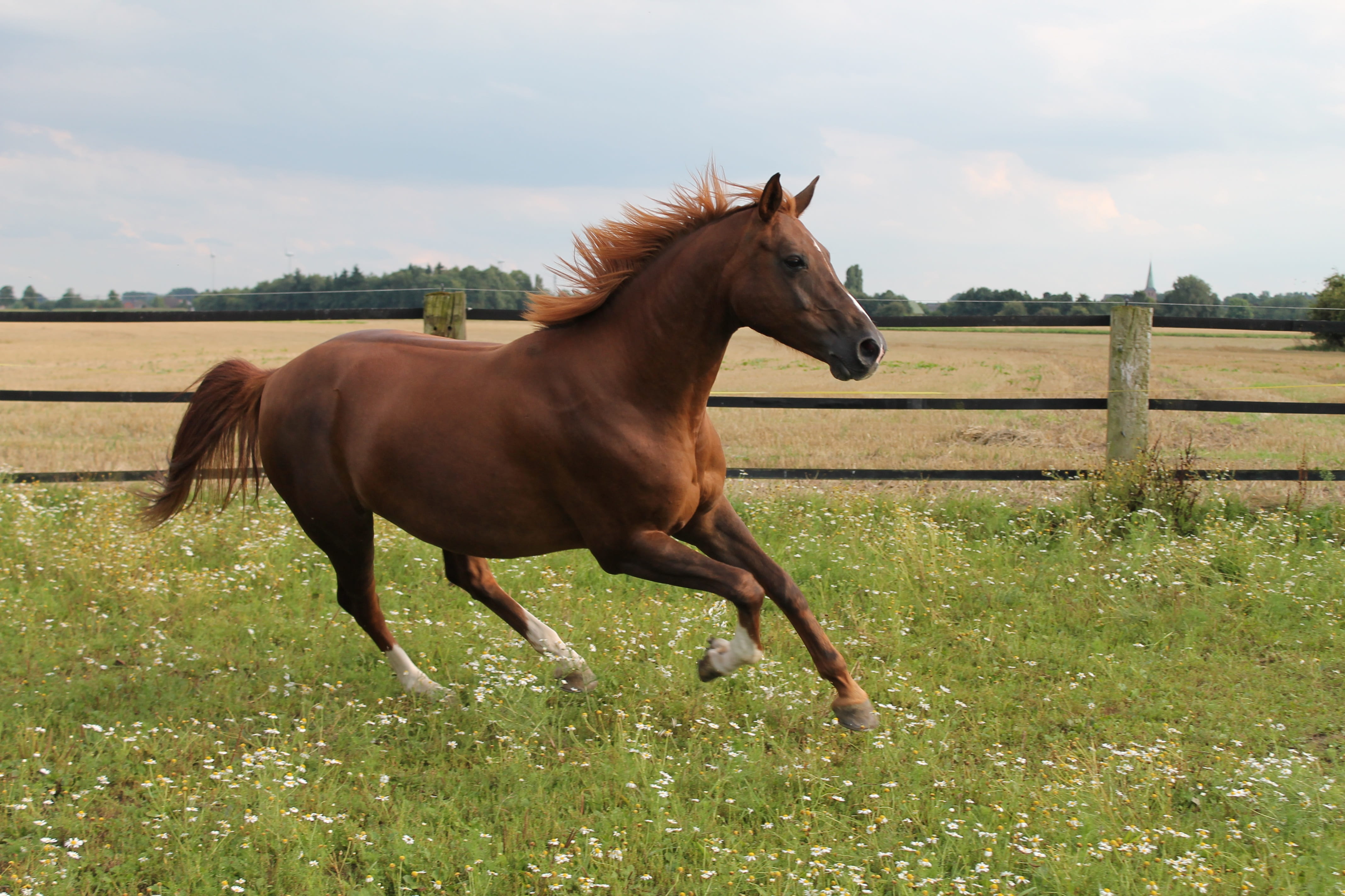 one animal, field, paddock, green, attention, domestic, sky, brown, recreational sports, livestock, land, mare, day, gallop jump, coupling, animal themes, HD Wallpaper