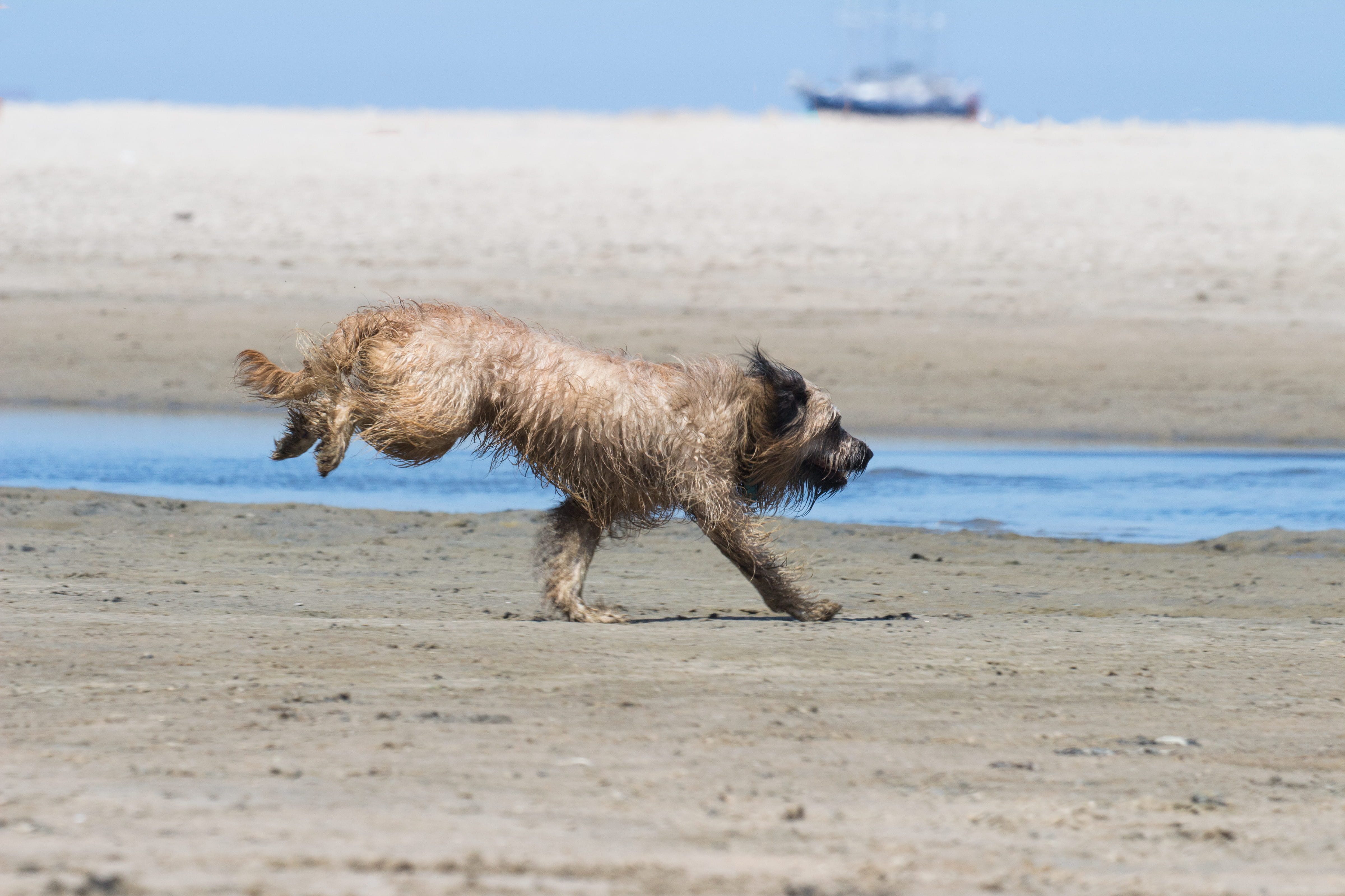 motion, spain, one animal, domestic, pets, running, long, domestic animals, vertebrate, action, nature, canine, no people, 4K, sheepdog, land, catalan, HD Wallpaper