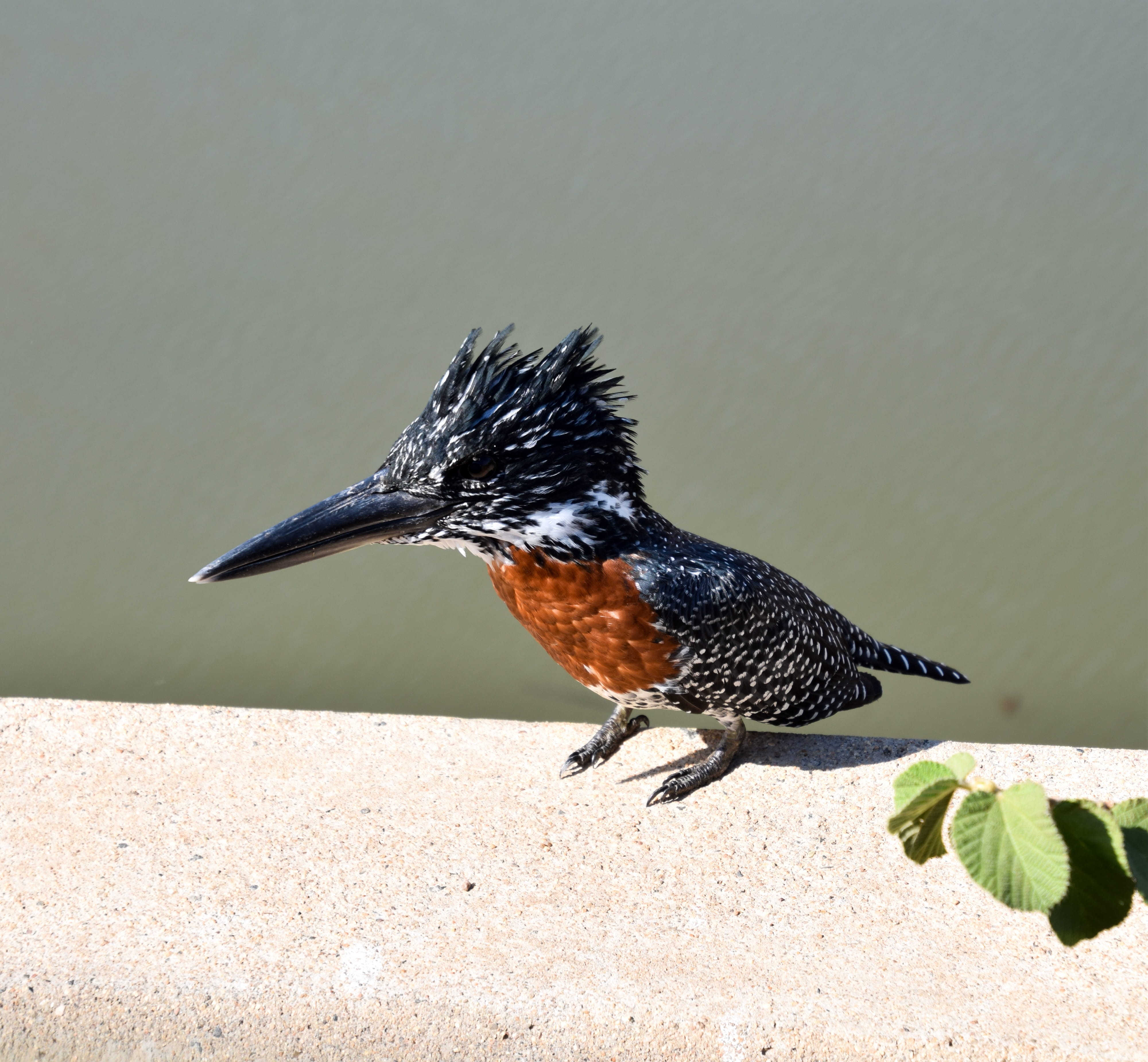 side view, day, nature, close-up, vertebrate, animal wildlife, beak, black color, Giant Kingfisher, no people, sunlight, focus on foreground, wildlife, HD Wallpaper