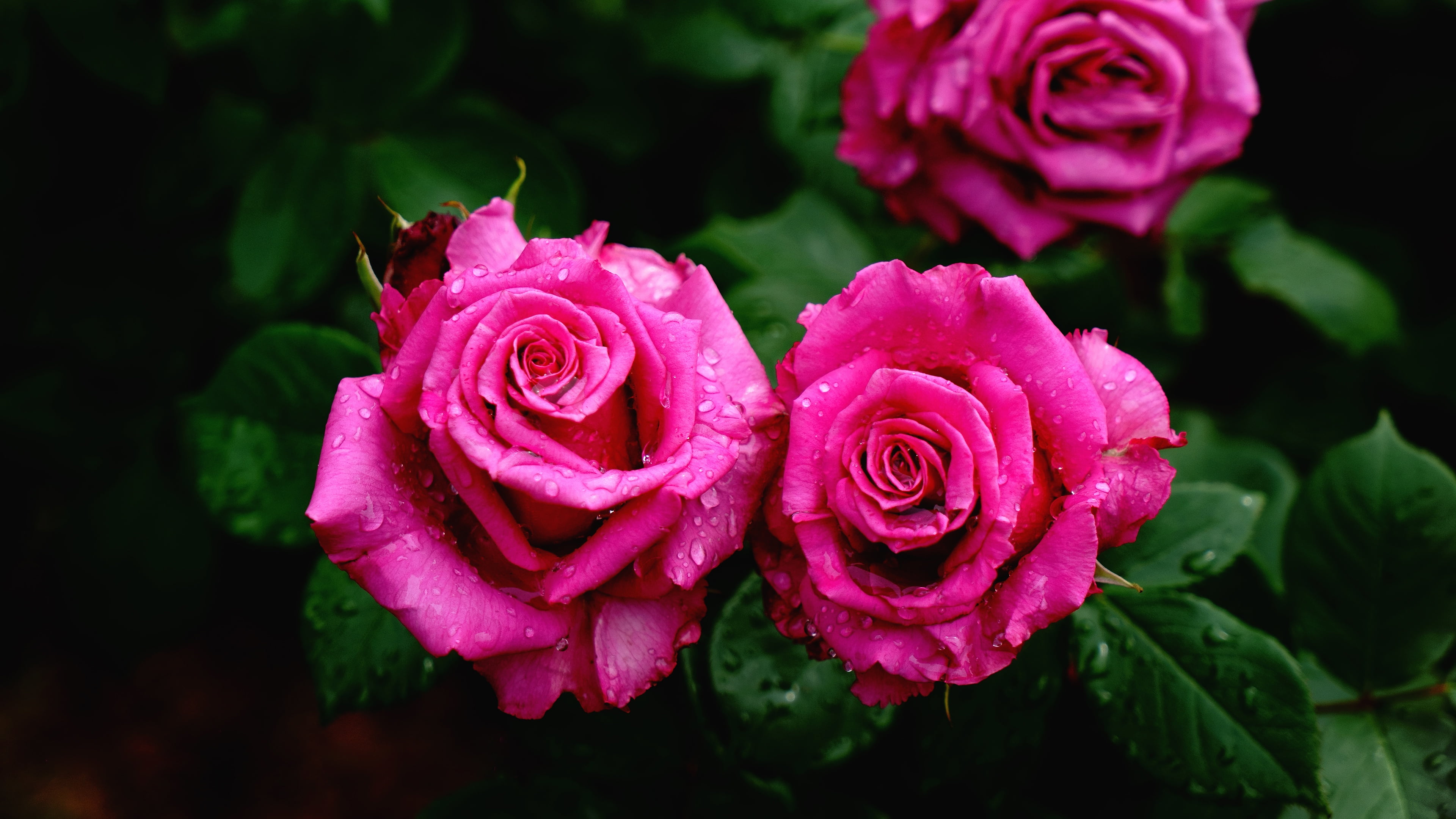 roses, bright, flowers, Duo, drops, 4K, the dark background, pink, leaves, HD Wallpaper