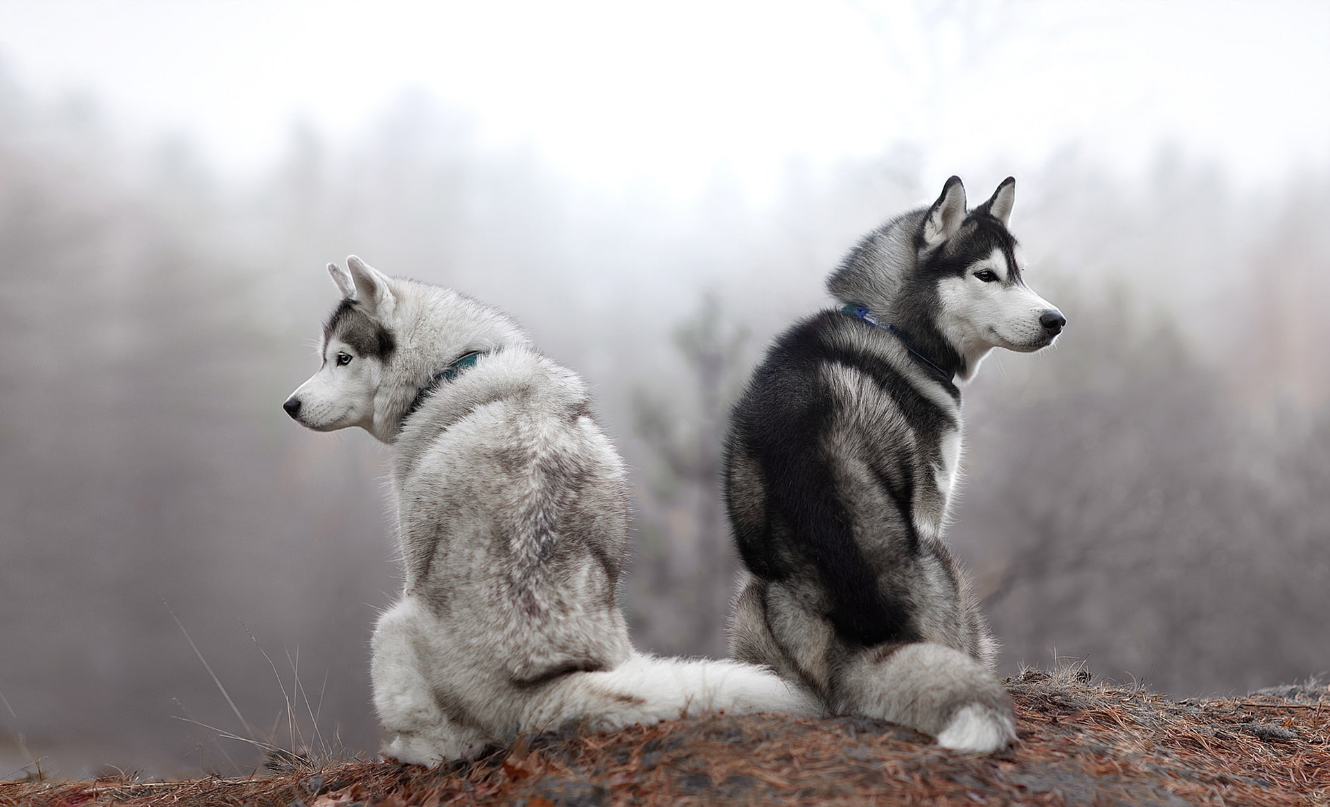 a couple, look, pose, two dogs, nature, sitting, forest, different interests, two, Siberian husky, 1080P, husky, Duo, autumn, dogs, morning, fog, pair, HD Wallpaper