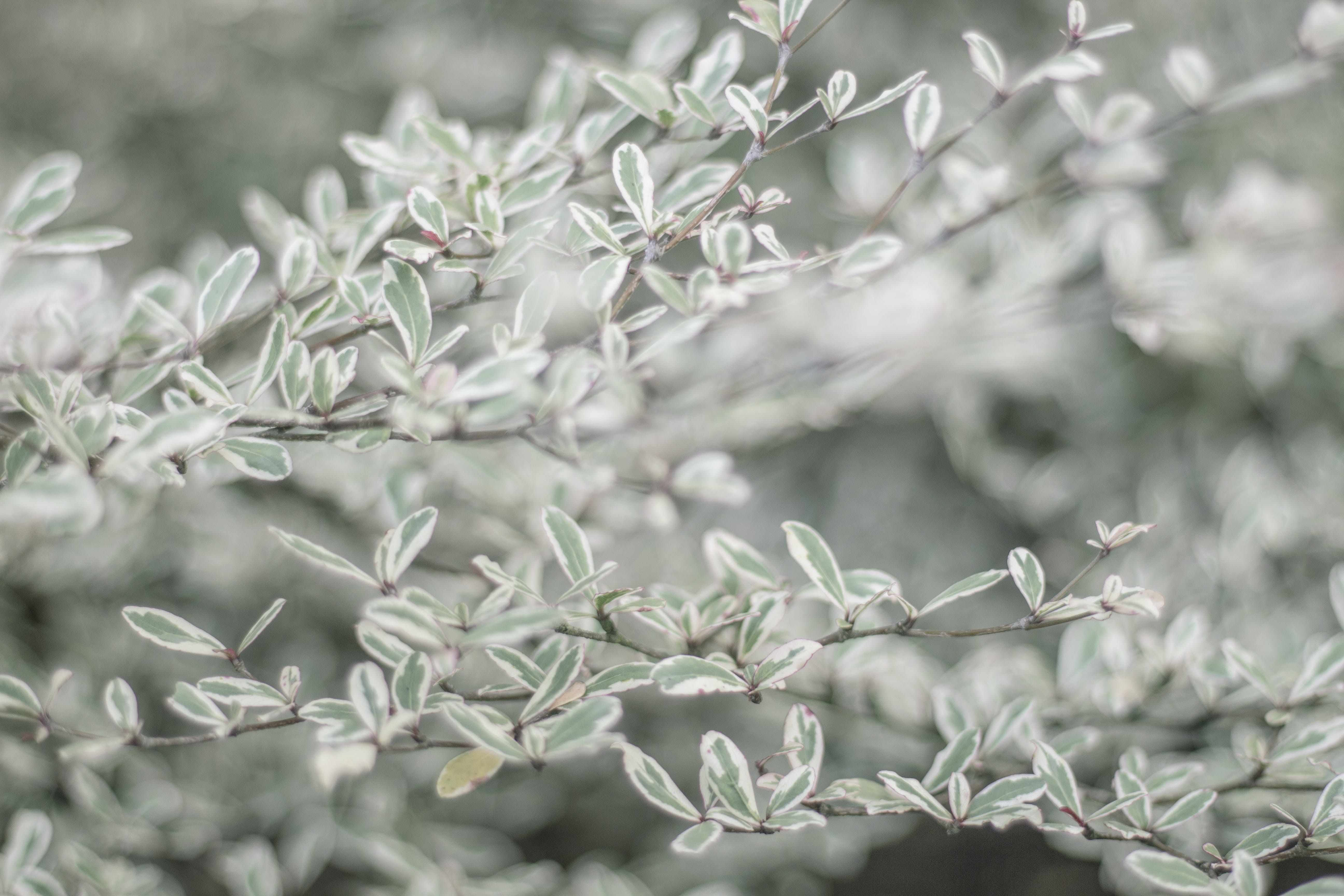 selective focus, leaves, focus on foreground, full frame, frozen, plant part, backgrounds, pal leaves, no people, pastel, snowflake, cold temperature, flower, HD Wallpaper