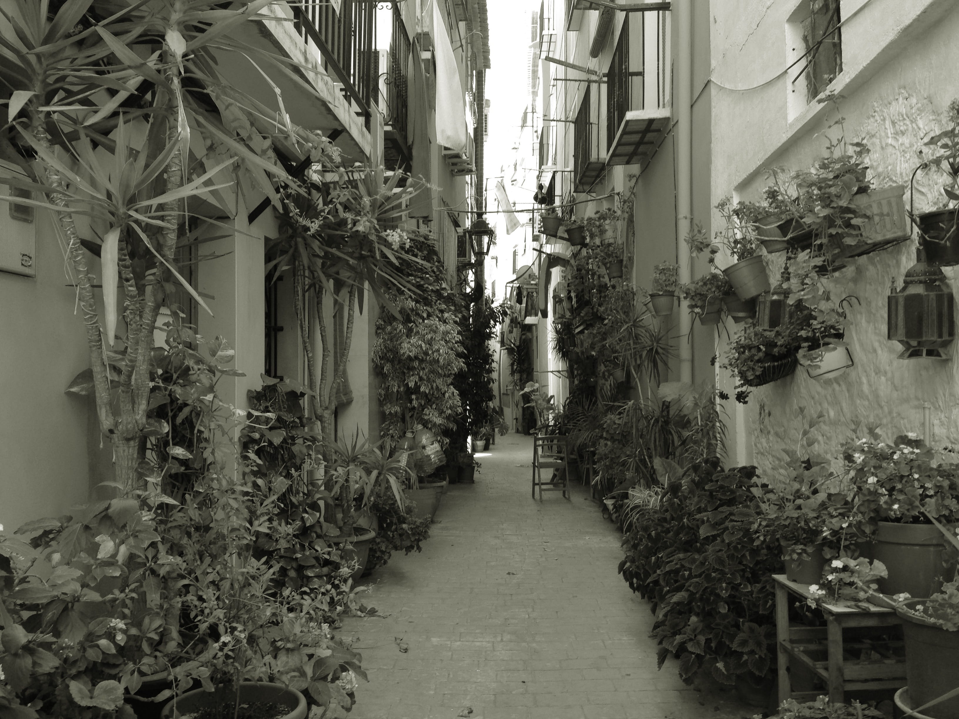 2K, plant, indoors, Villajoyosa, direction, the way forward, summer, leaf, no people, plant part, tree, peaceful, beaches, outdoors, mediterranean, Alley, HD Wallpaper