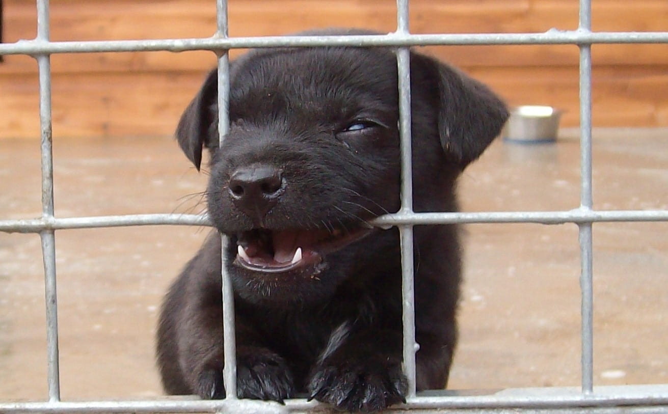 labrador, Pet, animal head, outdoors, retriever, black Color, Dog, vertebrate, day, domestic animals, pooch, boundary, Canine, animal themes, Animal, animal mouth, HD Wallpaper