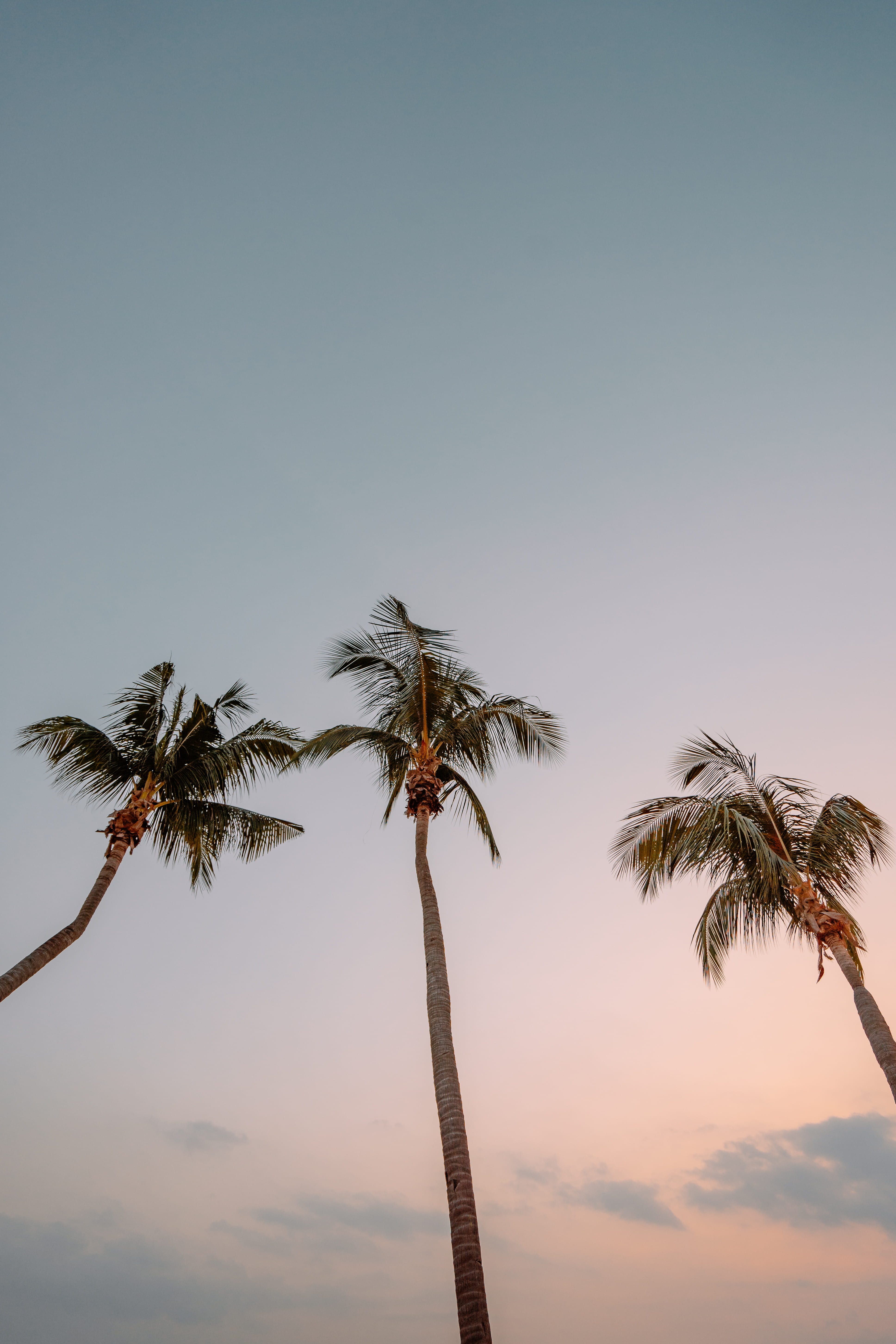 copy space, low, sunset, coconut palm tree, sky, plant, palm tree, trees, coconut, nature, three, tree trunk, no people, angle, outdoors, pal, photography, Phone HD Wallpaper
