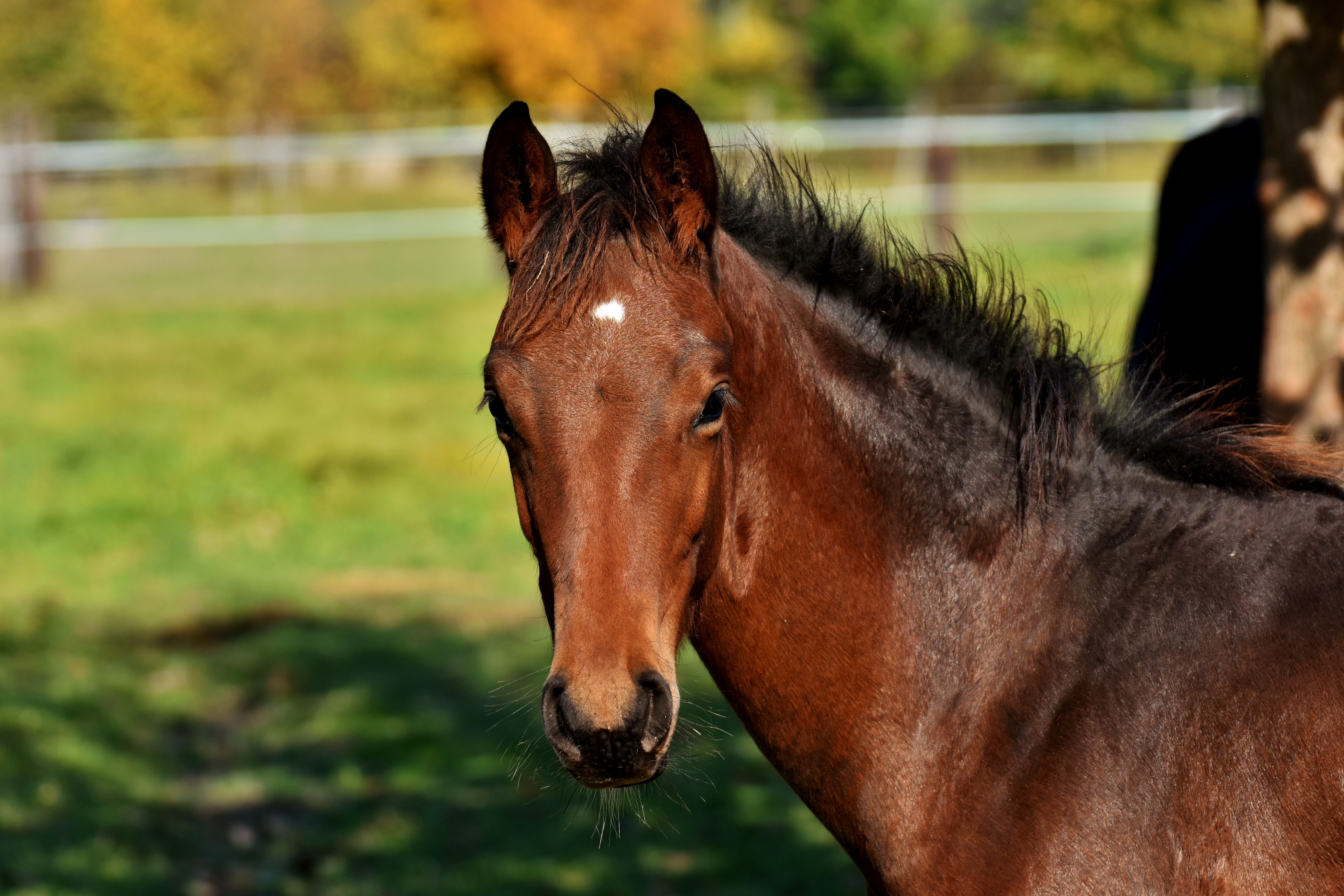 animal, mammal, field, herbivorous, small horse, nature, foal, domestic animals, one animal, portait, animal head, livestock, ranch, day, outdoors, no people, HD Wallpaper