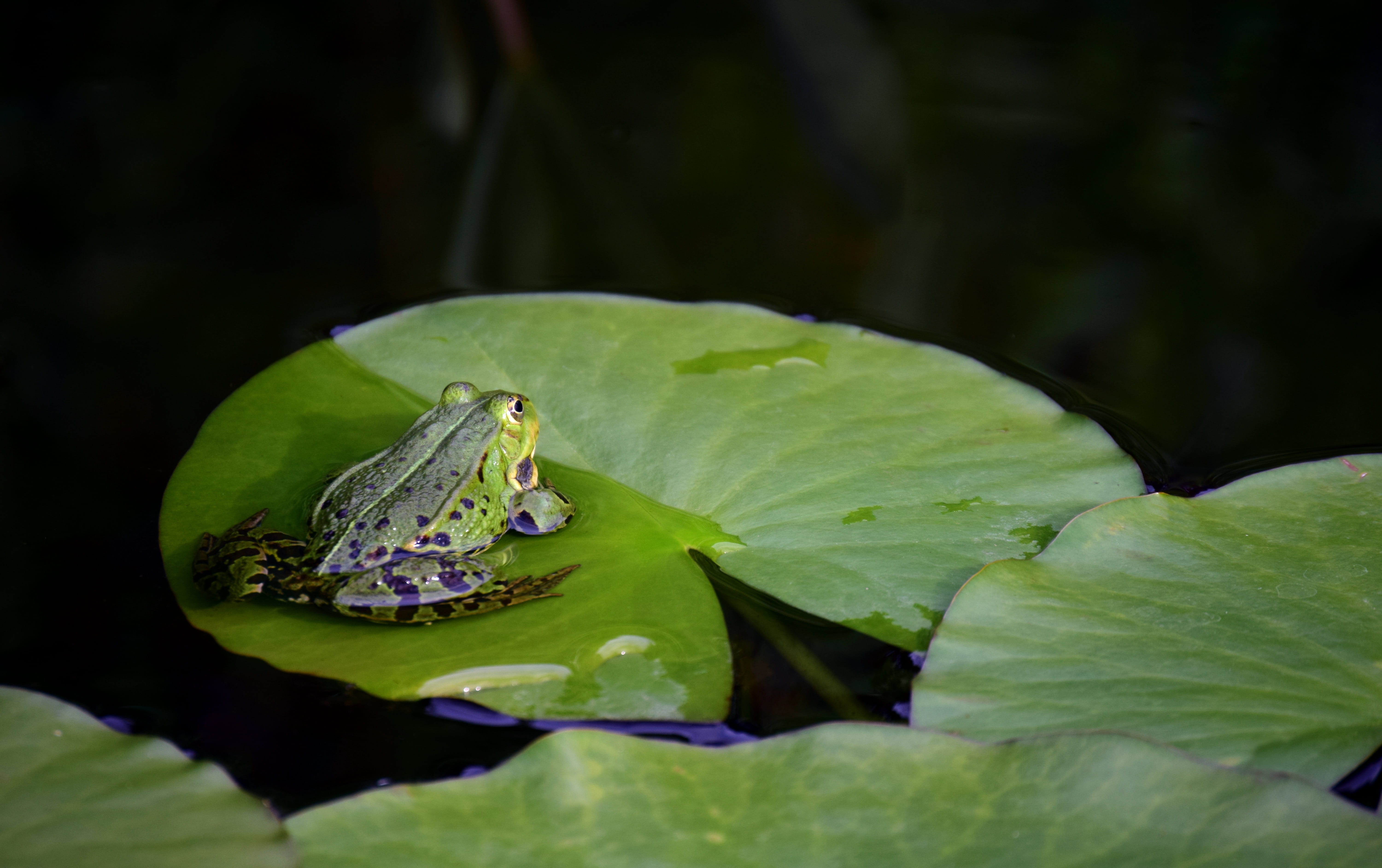 beauty in nature, amphibian, sweet, flower, cute, pond, leaf, nature, animals in the wild, no people, lily pad, water frog, one animal, animal wildlife, HD Wallpaper
