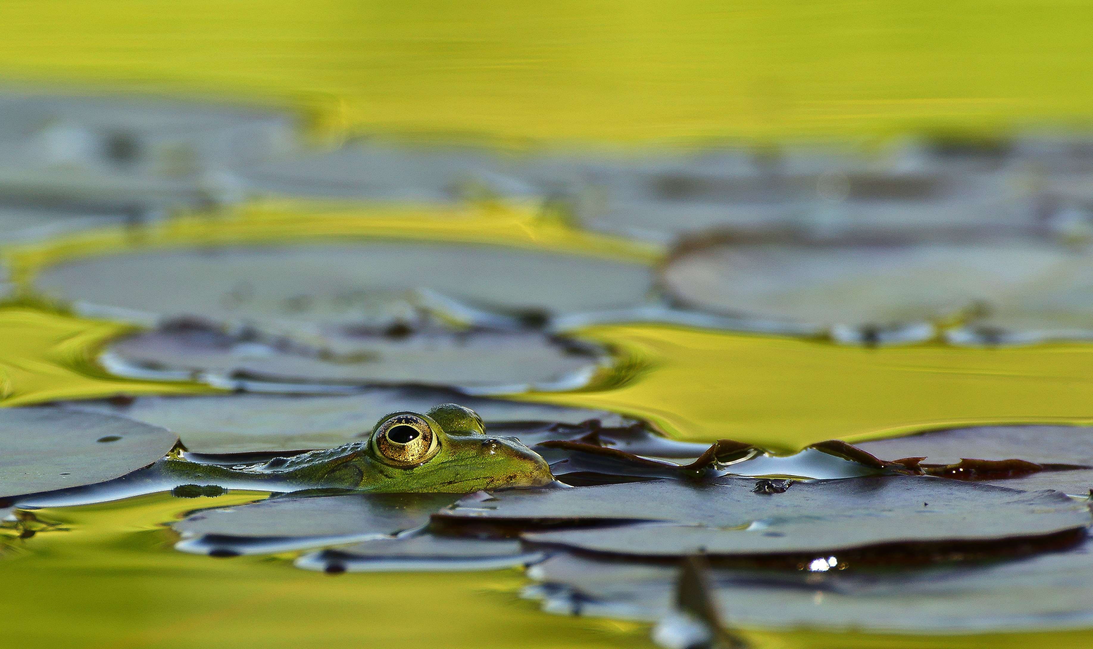 lily pad, no people, leaves, leaf, nature, creature, water, green color, nuphar lutea, plant part, floating, summer, amphibian, animal themes, wat, garden pond, HD Wallpaper