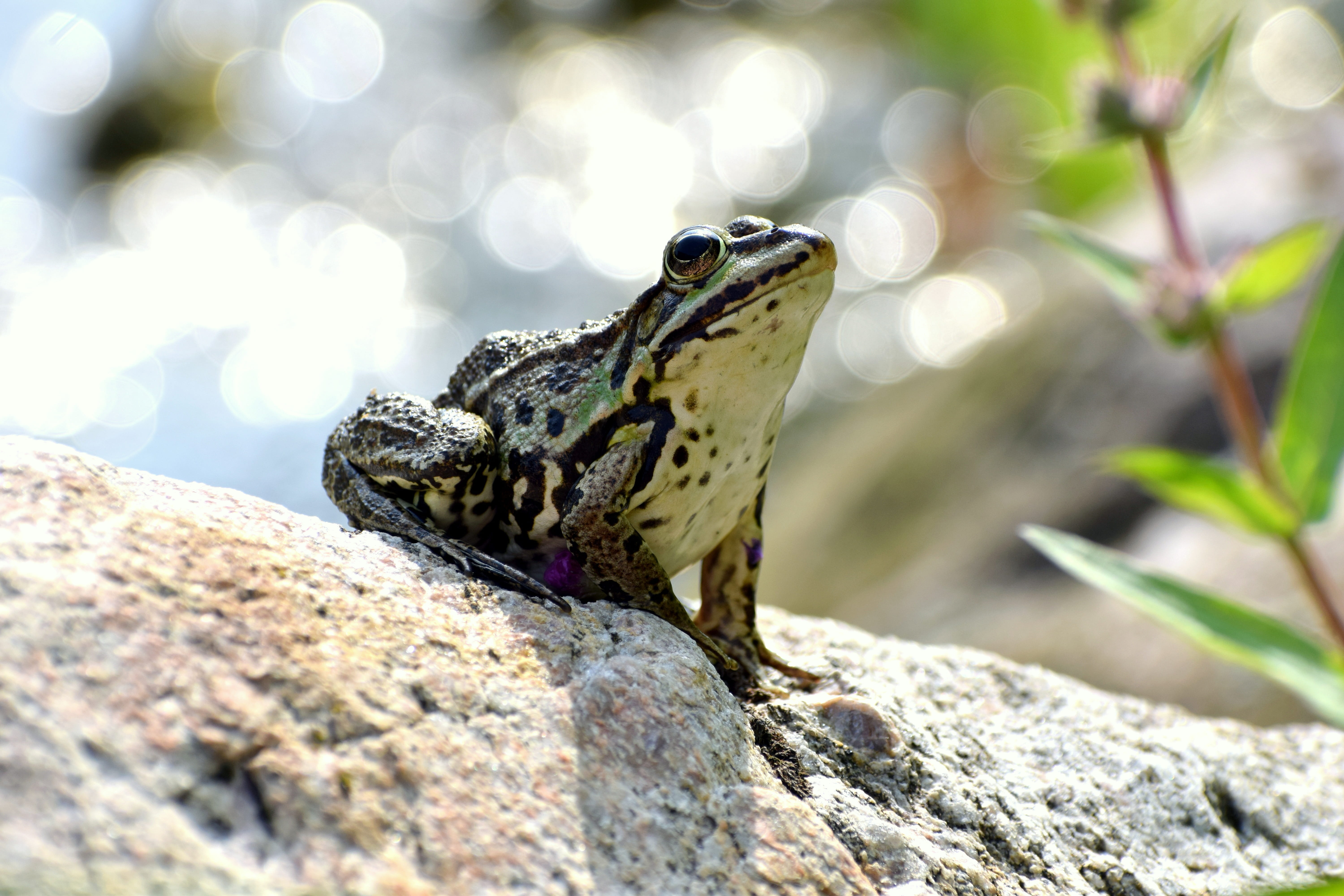 cute, 5K, day, one animal, frog, outdoors, animal, selective focus, animal head, green, animal wildlife, nature, lizard, no people, rock - object, close-up, HD Wallpaper