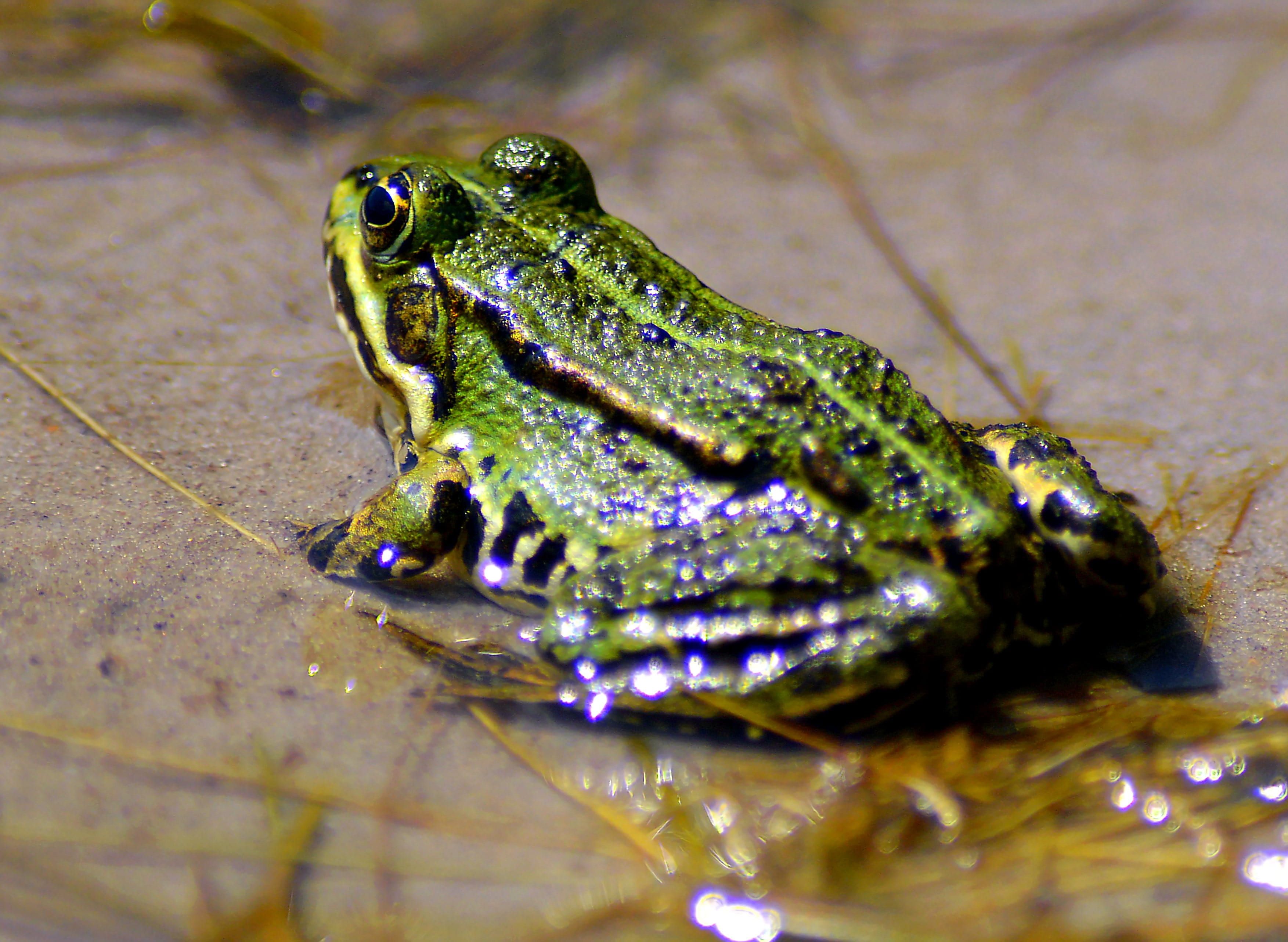 foot, close-up, vertebrate, High, nature, summer, animals in the wild, animal head, animal world, wet, looking away, cute, lake, sweet, animal, selective focus, HD Wallpaper