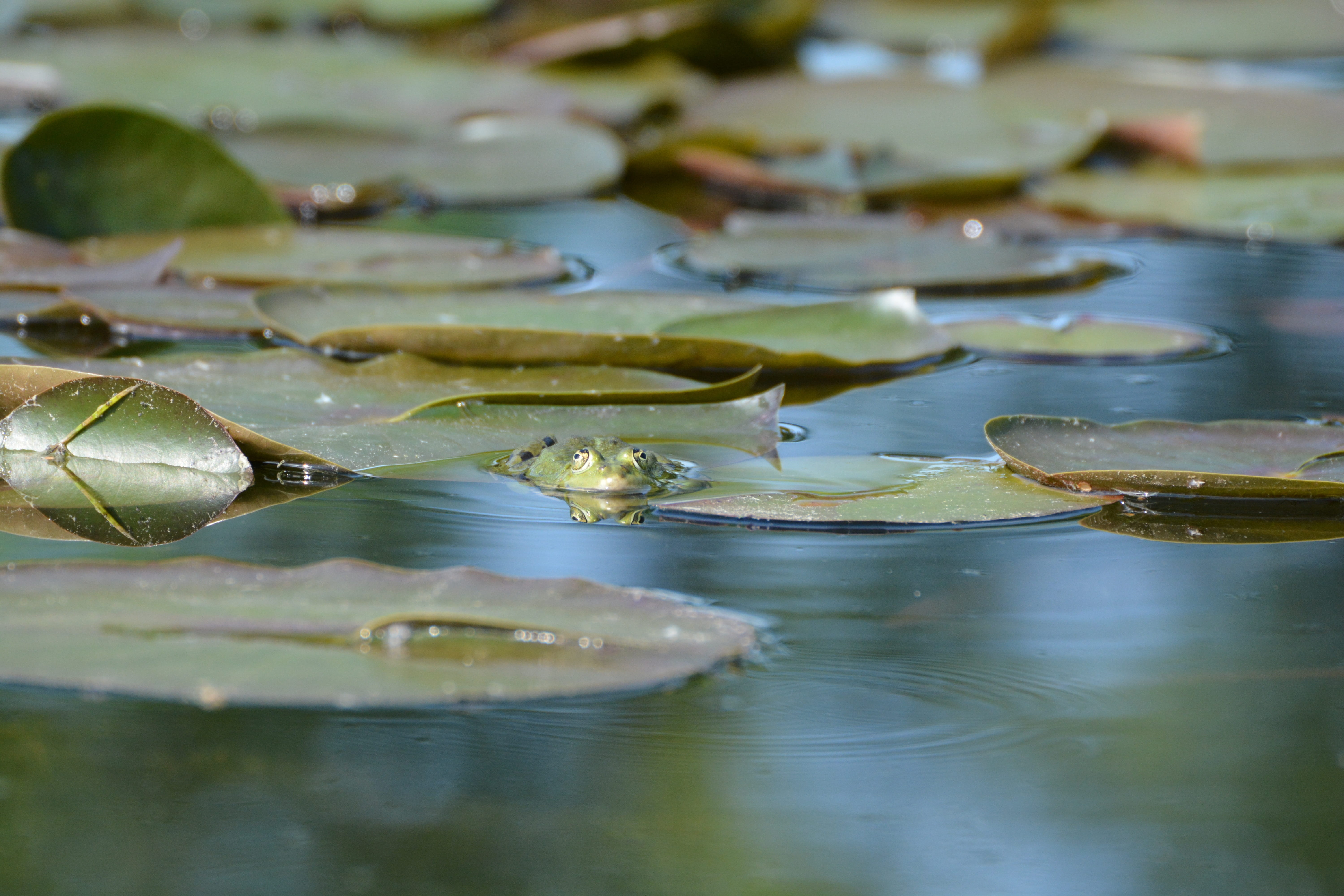 5K, lake rose, aquatic plant, amphibian, frogs, reflection, group of animals, day, leaves, leaf, wet, no people, lily pad, high angle view, waterfront, HD Wallpaper