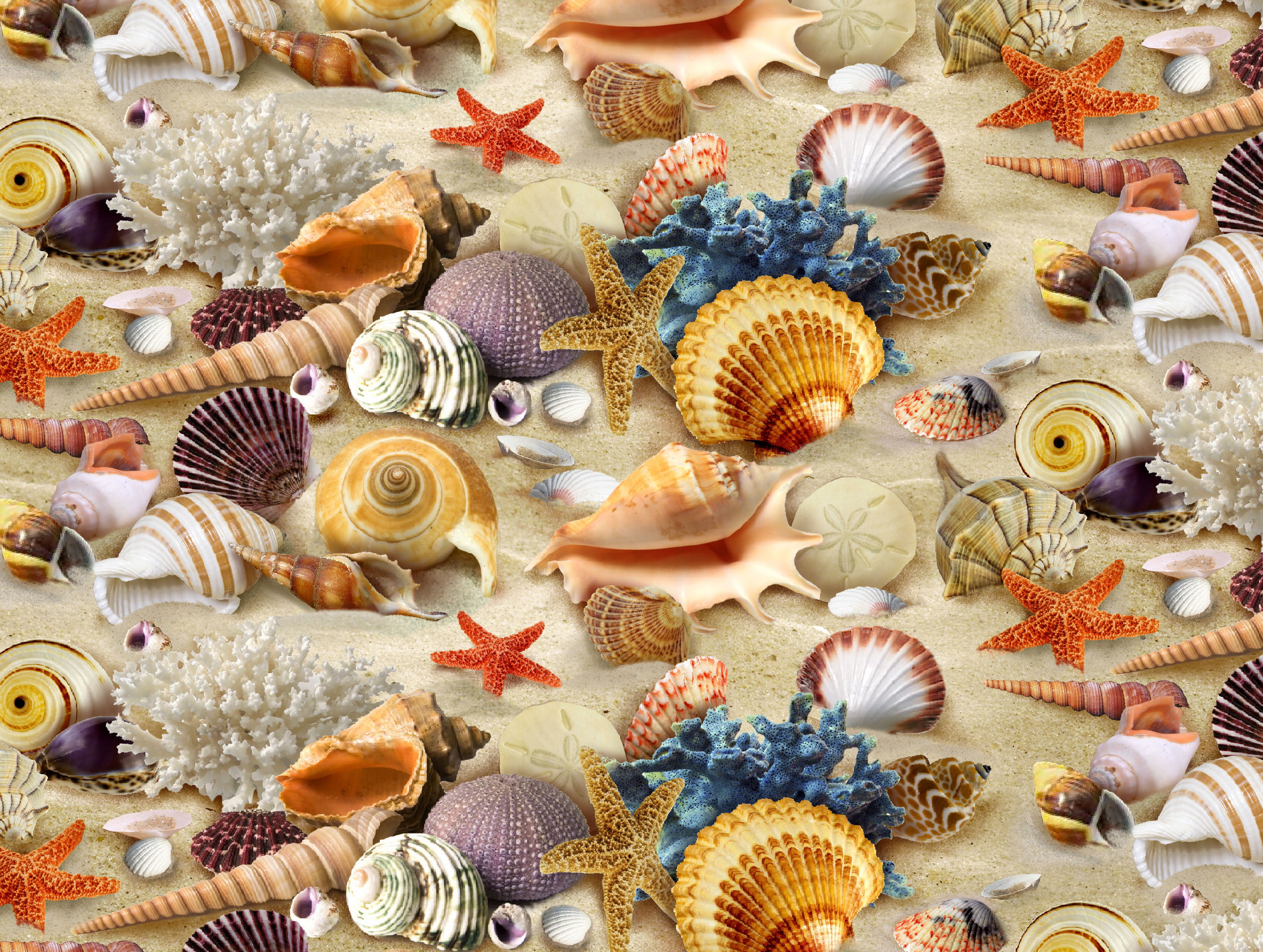 seashell, vacations, 2K, animal themes, indoors, texture, full frame, summer, beach, choice, close-up, sand, starfish, decoration, no People, pattern, HD Wallpaper