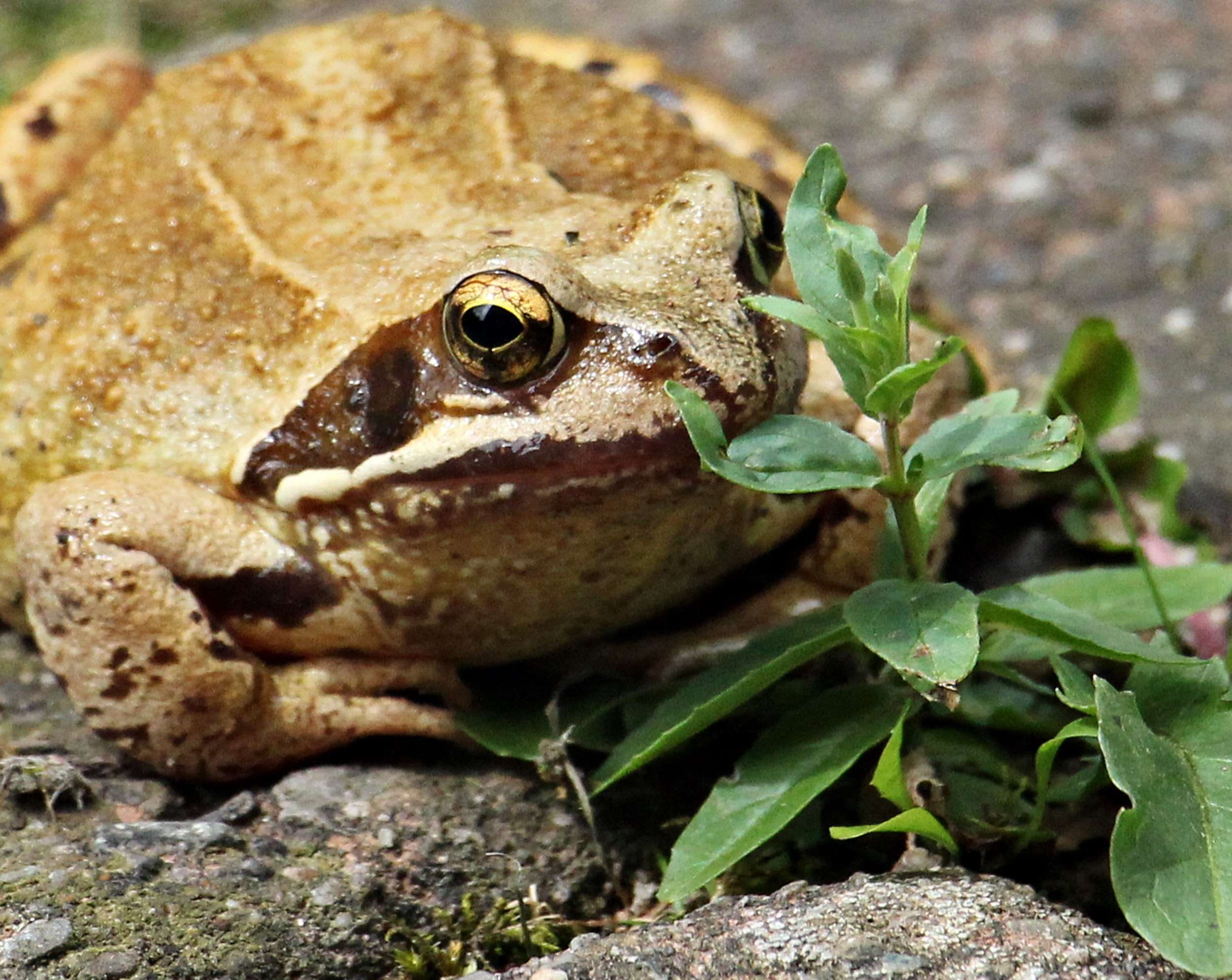leaf, animal themes, animal eye, nature, animal head, pond inhabitants, close-up, outdoors, reptile, 1080P, focus on foreground, one animal, wildlife photography, HD Wallpaper