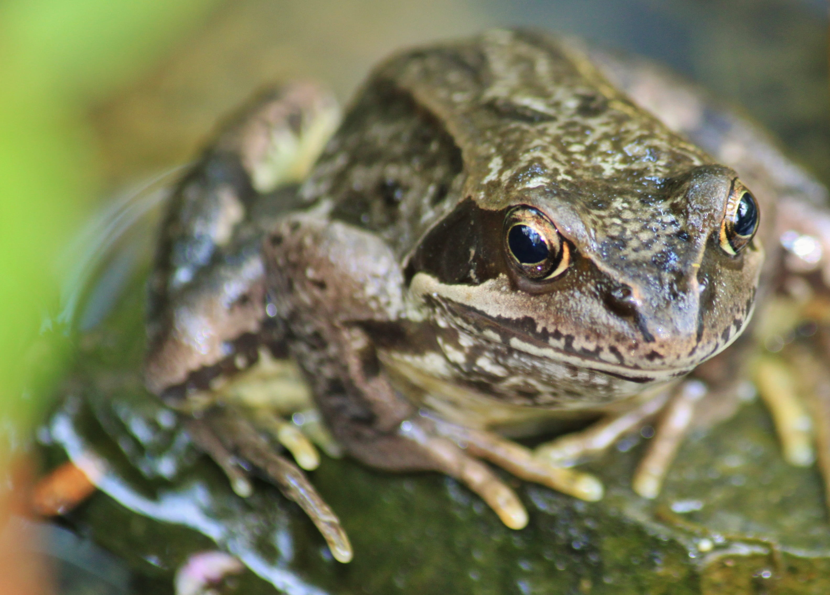 portrait, reptile, animal head, no people, animal wildlife, amphibian, one animal, day, frog, 2K, water, animal, looking at camera, nature, frog pond, HD Wallpaper