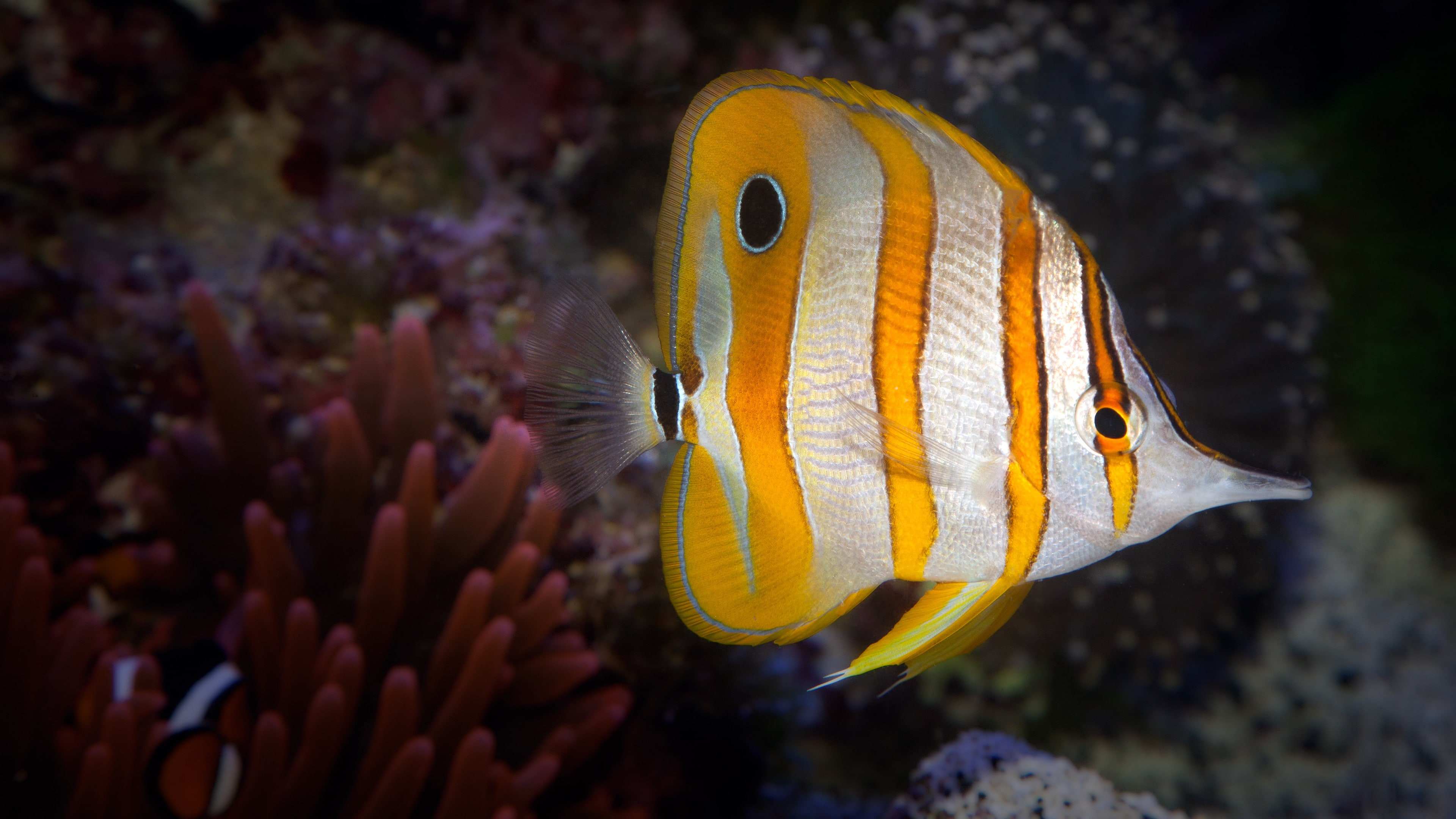 The Tiputa Pass, yellow, water, Rangiroa, 4K, aquarium, Little Cayman, Bloody Bay Wall, fish, inhabitants, Worlds best diving sites, Anemone, aqua, Polynesia, HD Wallpaper
