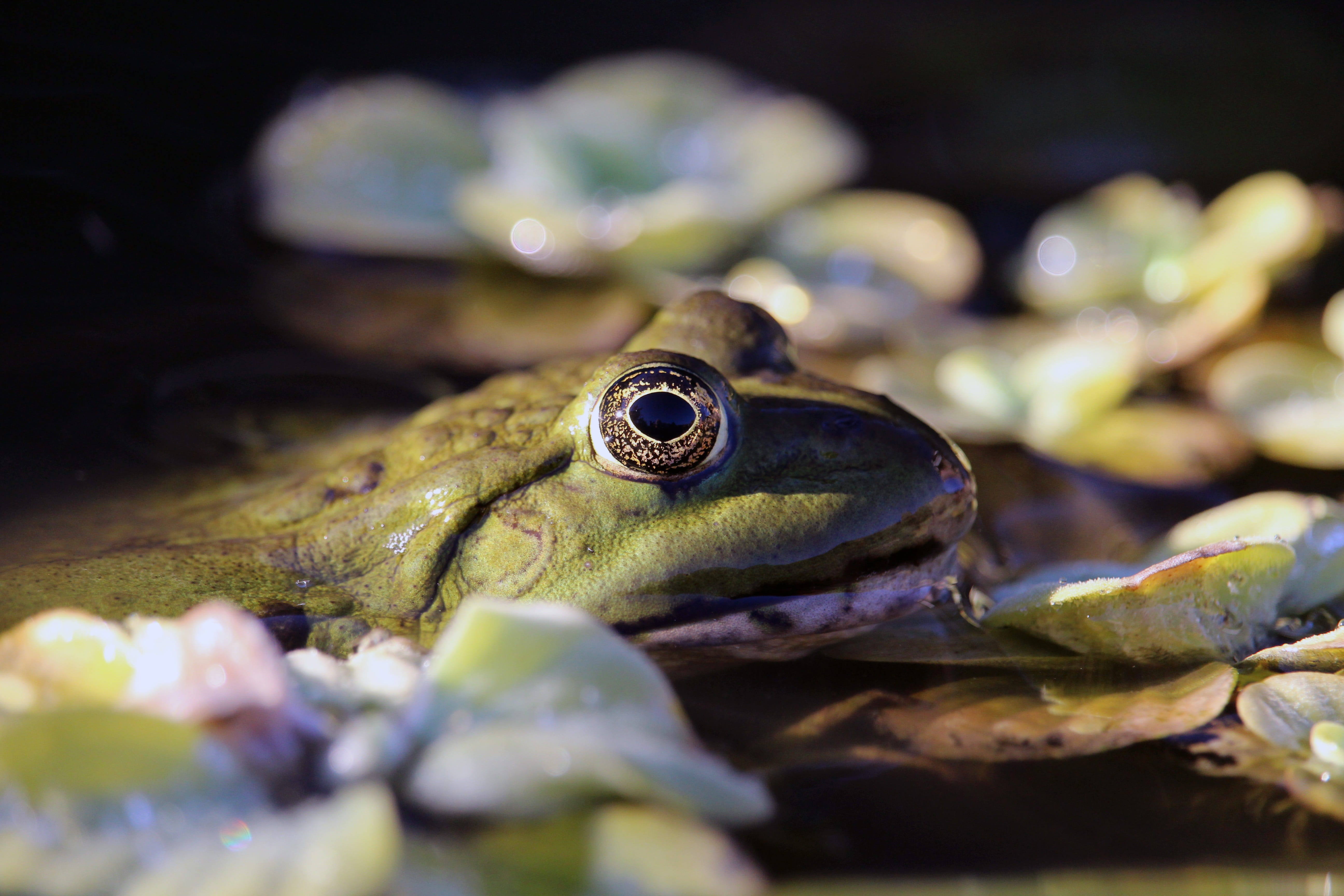animals in the wild, animal eye, one animal, day, water, looking, pond, close up, animal body part, frog skin, selective focus, no people, high, water creature, HD Wallpaper