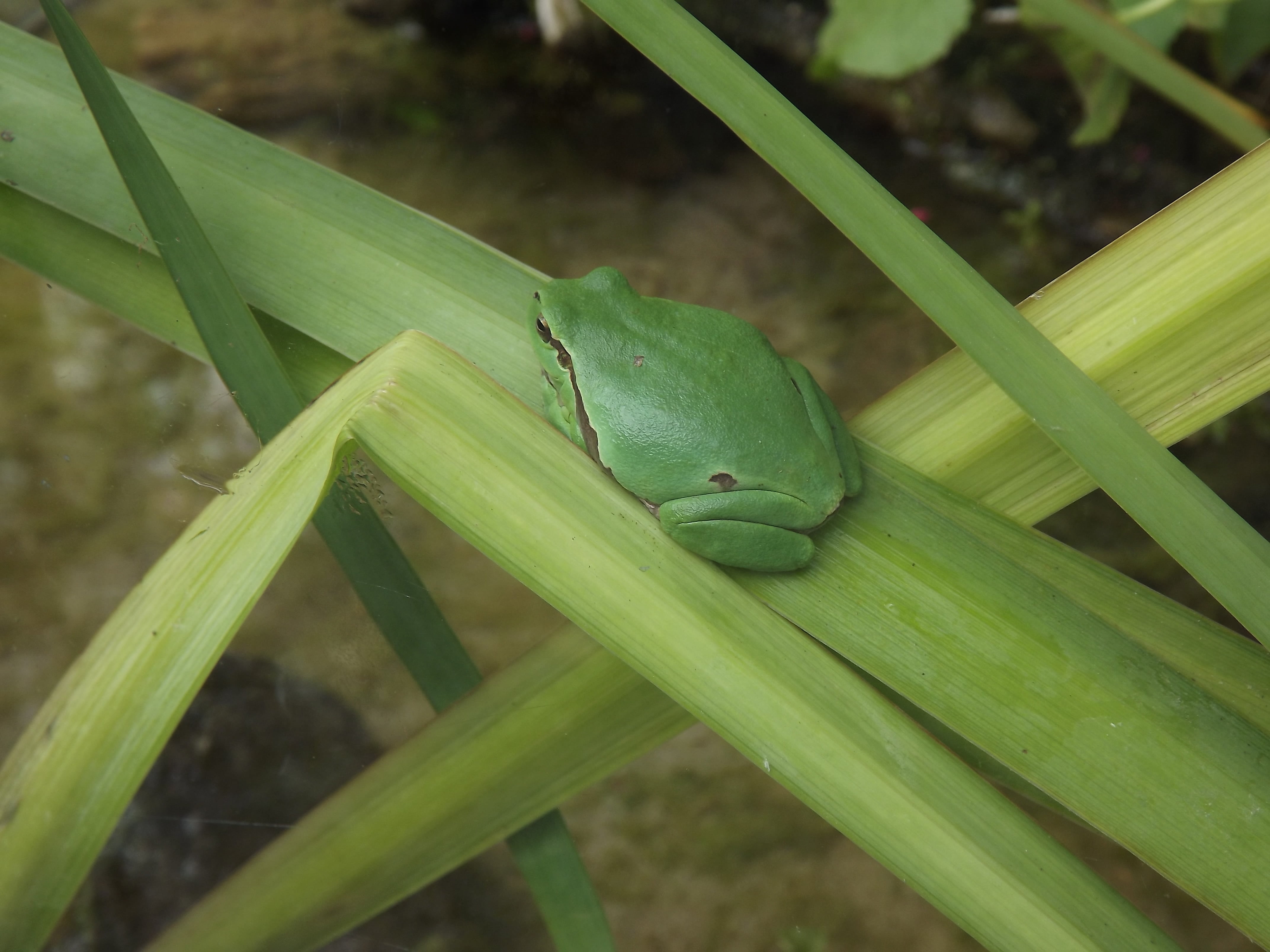 lizard, animals in the wild, vertebrate, frogs, outdoors, plant part, leaves, 4K, animal, pond inhabitants, green color, reptile, no people, close-up, HD Wallpaper