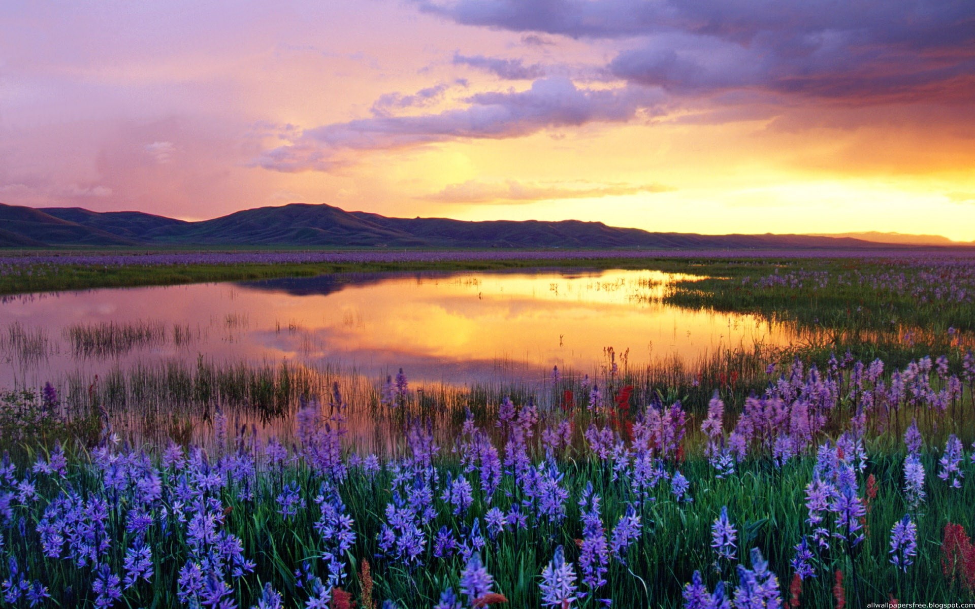 1080P, cool background pictures nature 1920x1200, HD Wallpaper