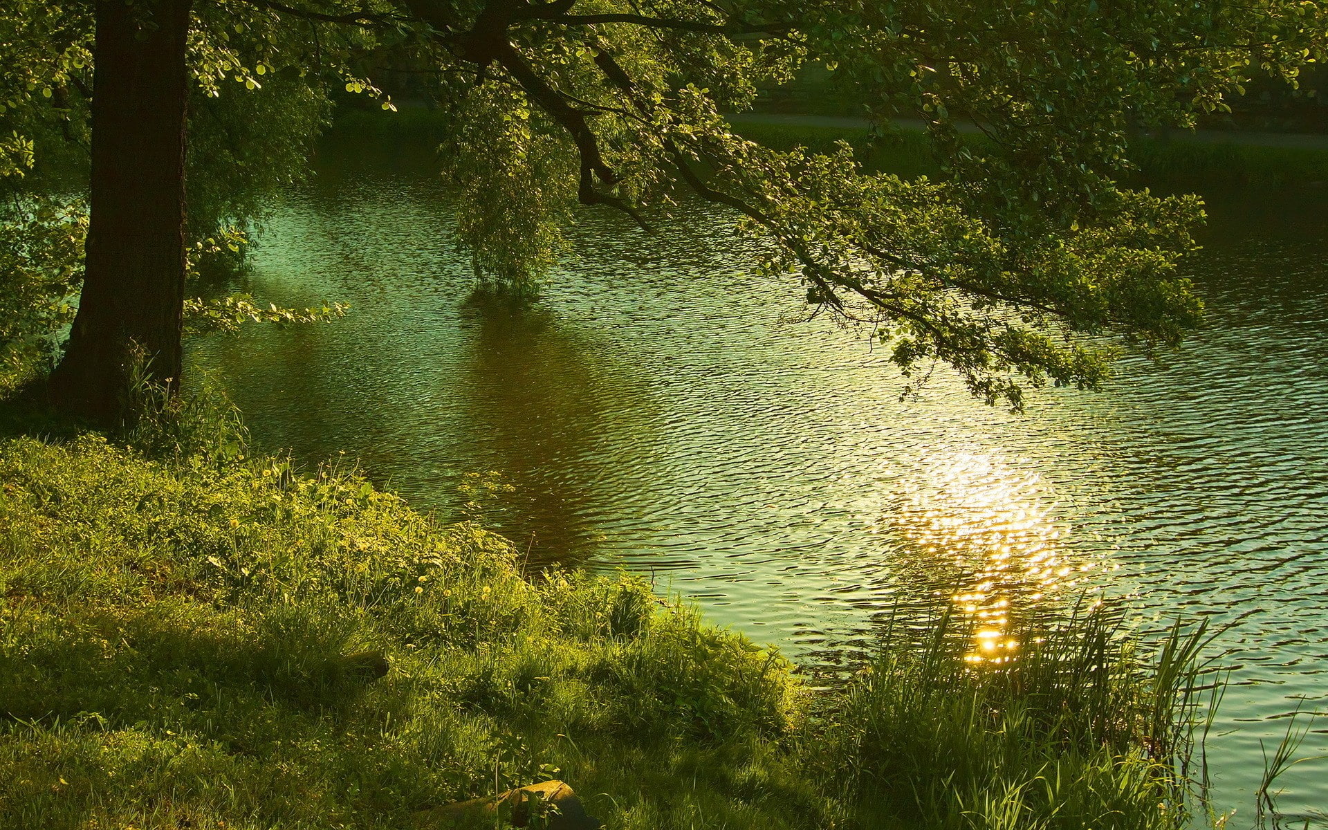 1080P, cool background pictures nature 1920x1200, HD Wallpaper