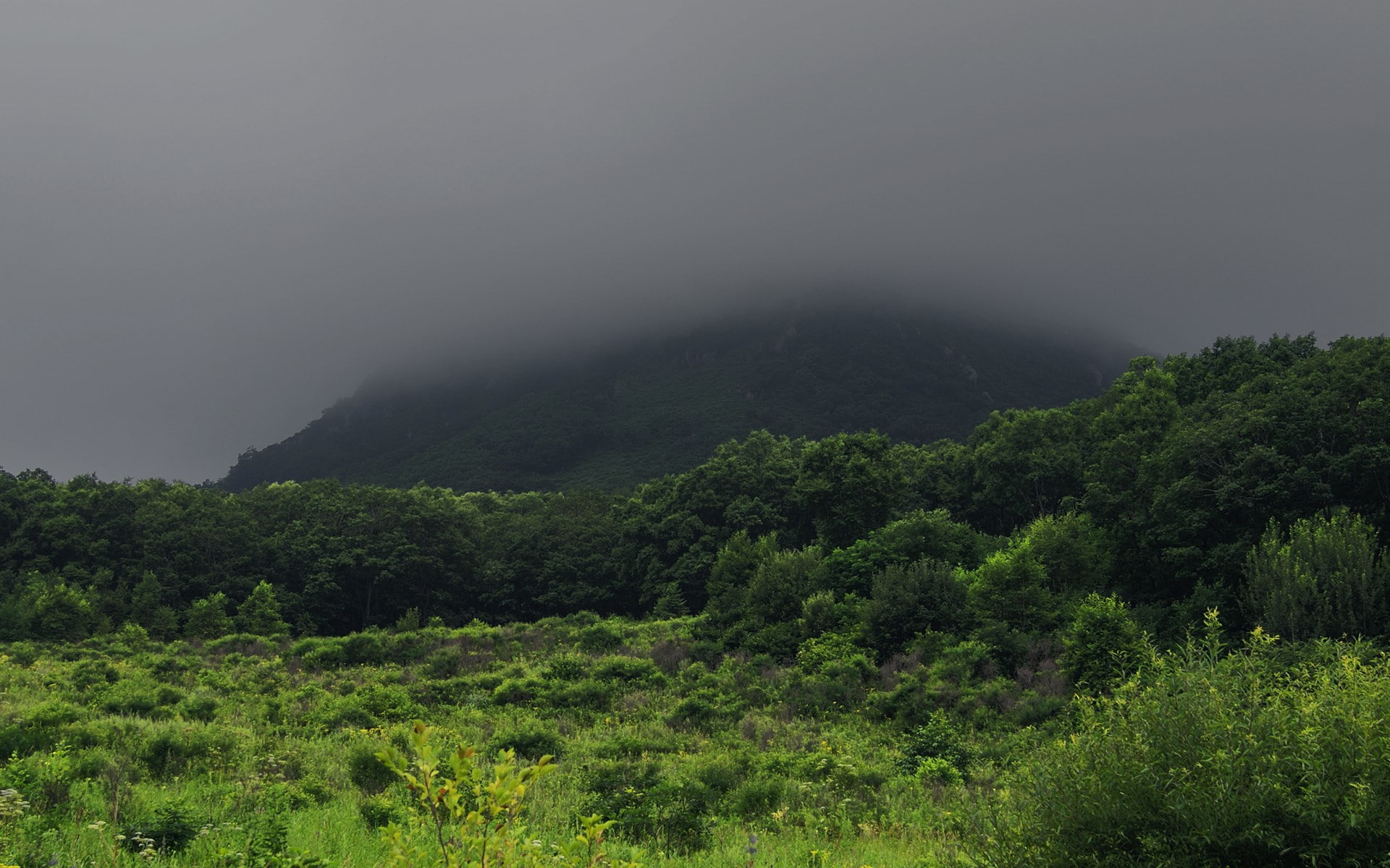 nature, sky, green color, environment, 1080P, rainforest, fog, tranquility, tree, land, non-urban scene, plant, beauty in nature, tranquil scene, mountain, HD Wallpaper