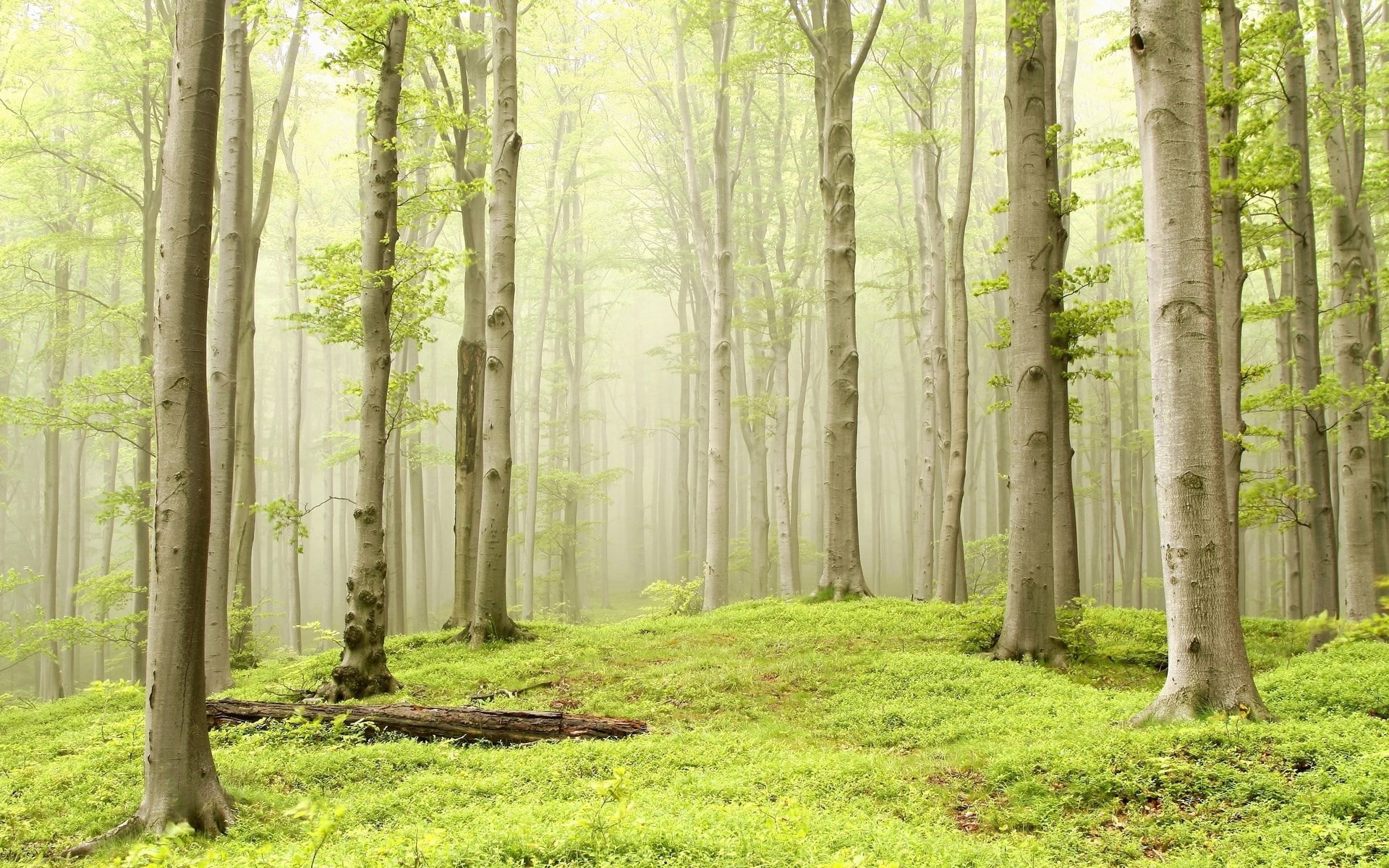 tree, outdoors, nature, plant, non-urban scene, growth, land, environment, tree trunk, pictures background nature 1920x1200, woodland, landscape, trunk, HD Wallpaper
